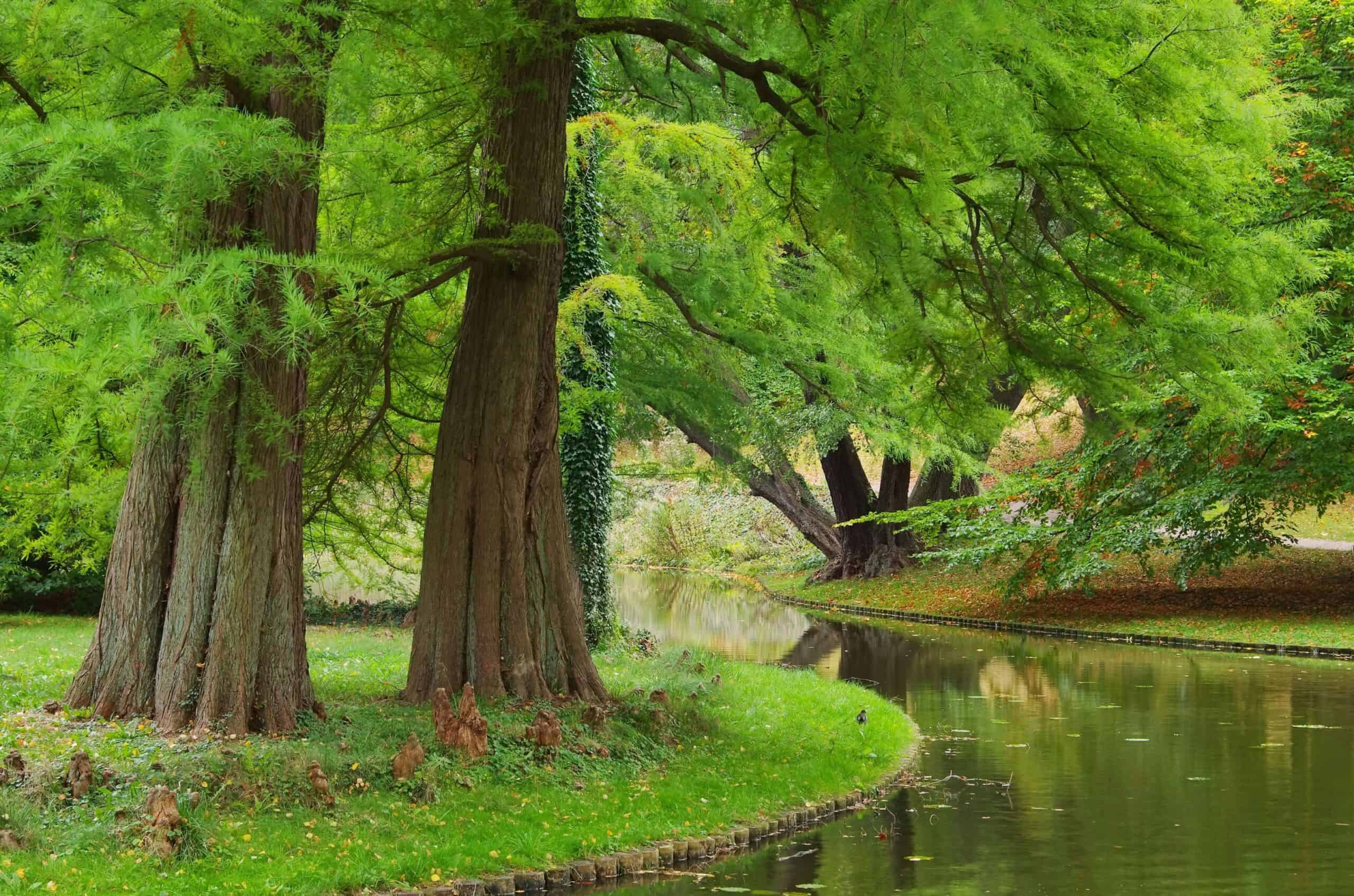 Dawn Redwood (Metasequoia glyptostroboides)