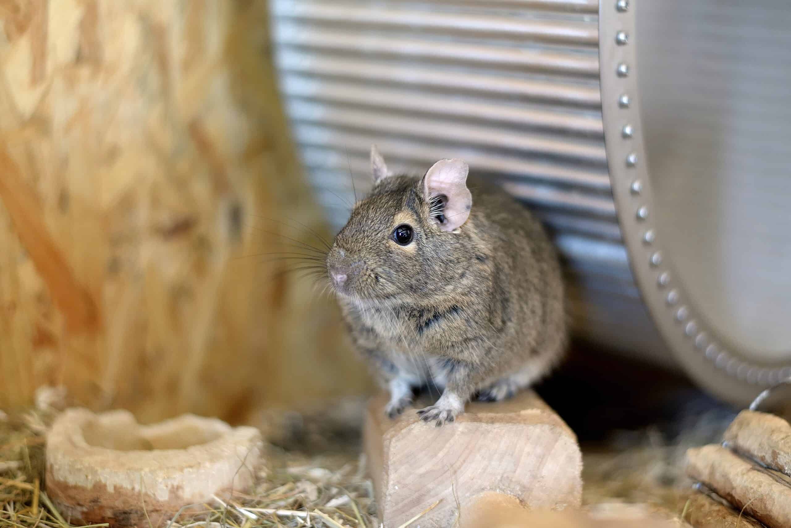 Degu