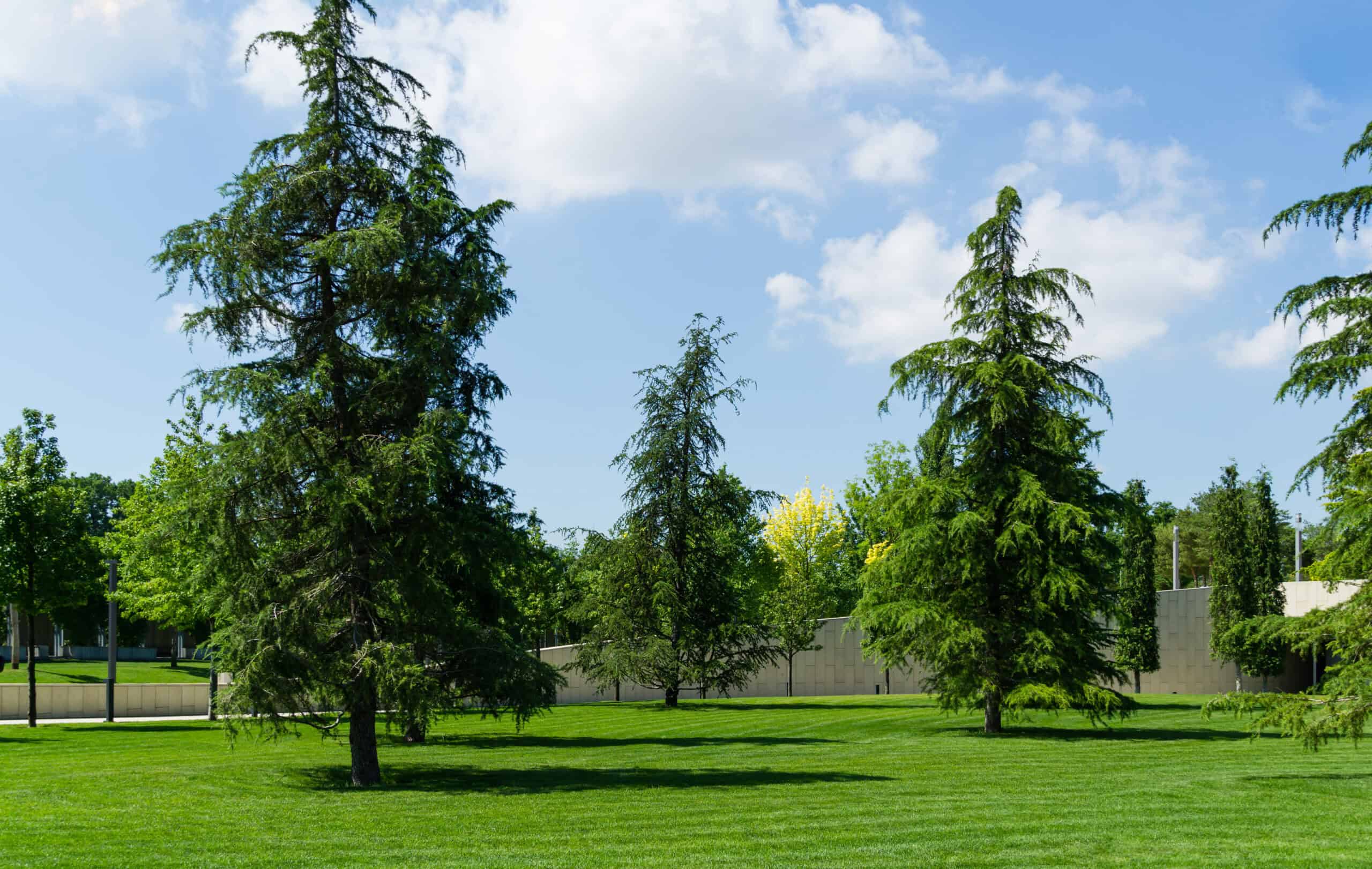 Deodar Cedar (Cedrus deodara)