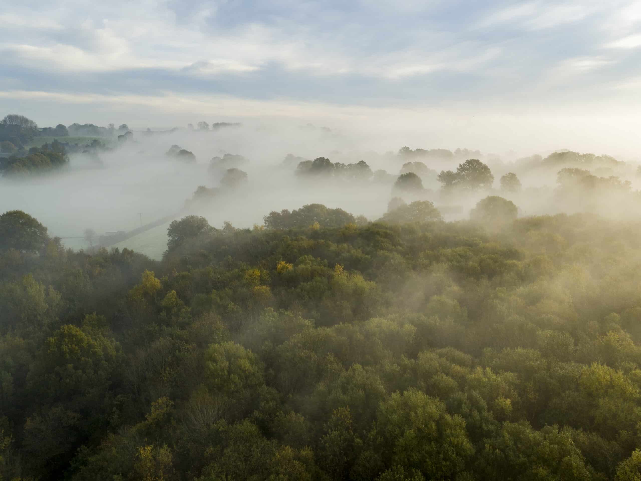 Dering Woods (Screaming Woods), England