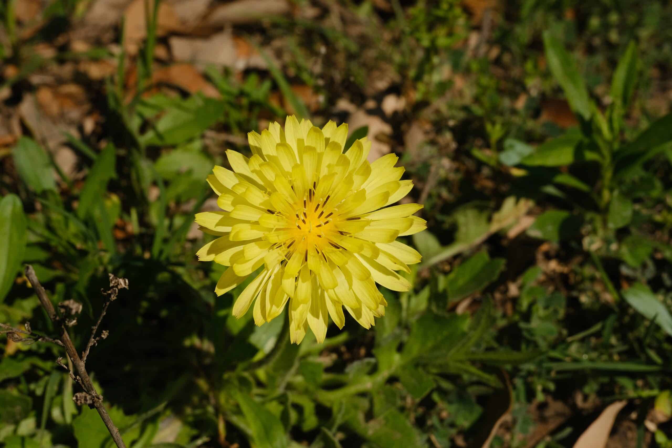 Desert Chicory