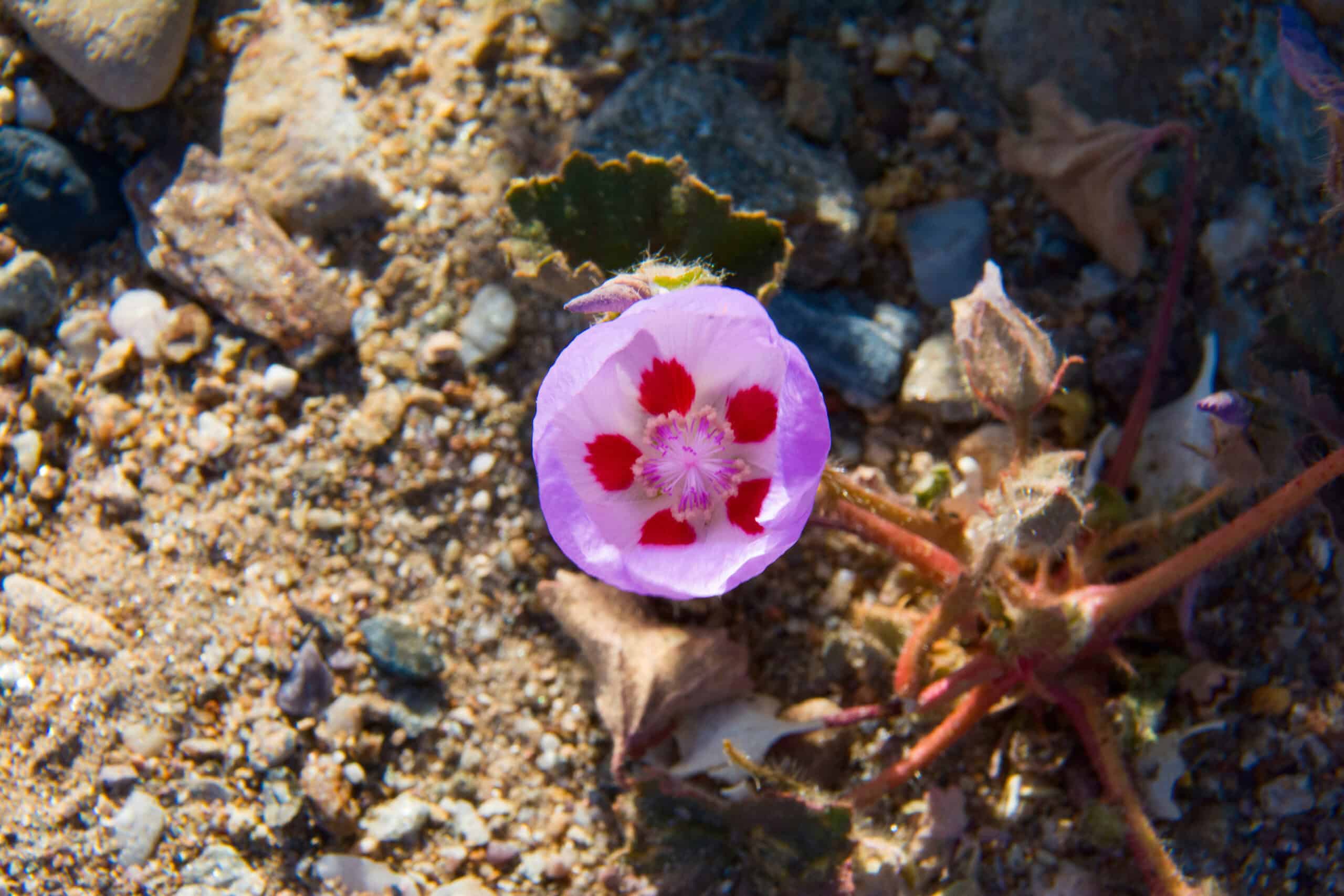 Desert Five-Spot