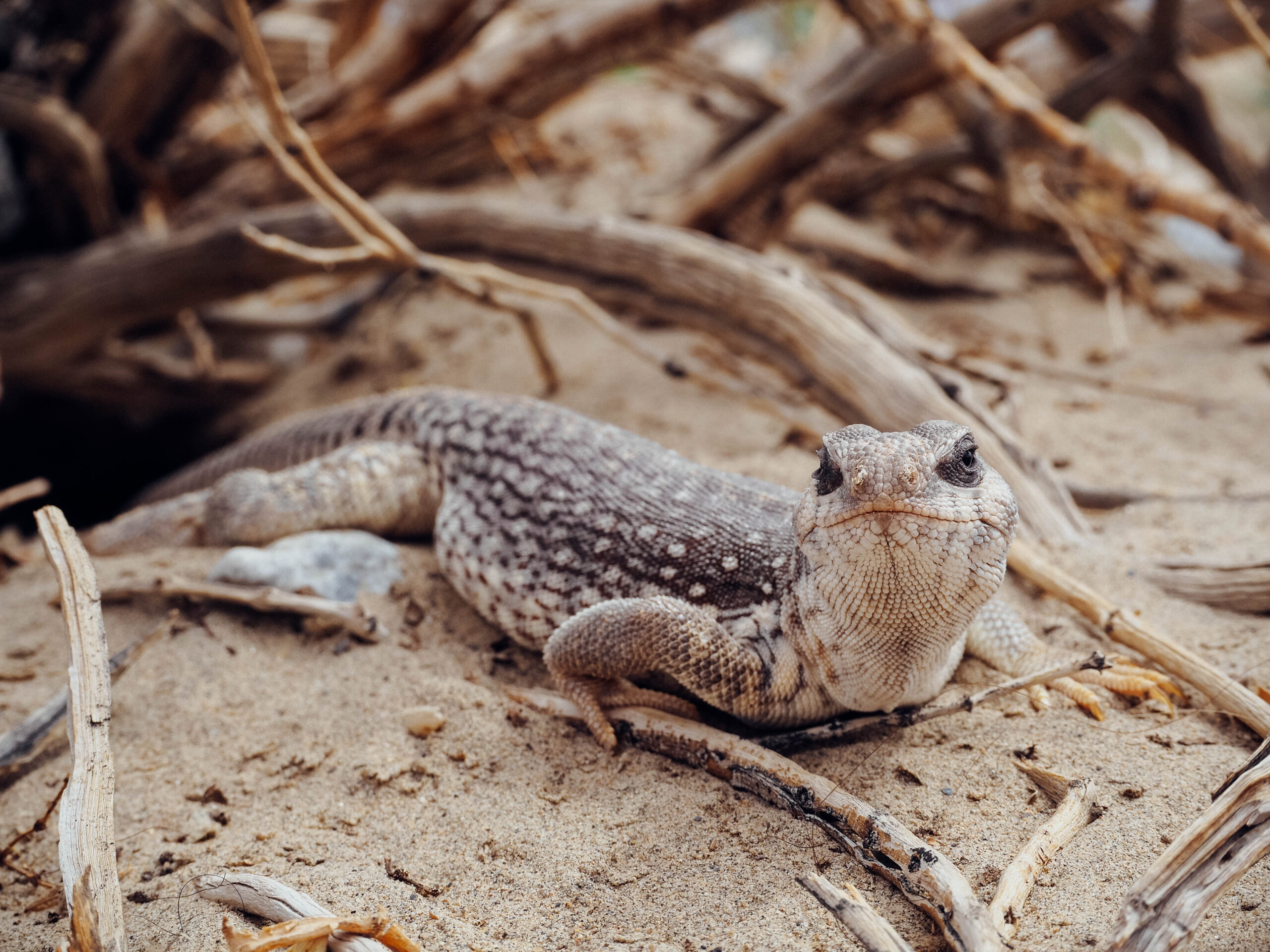 Desert Iguana (Dipsosaurus dorsalis)