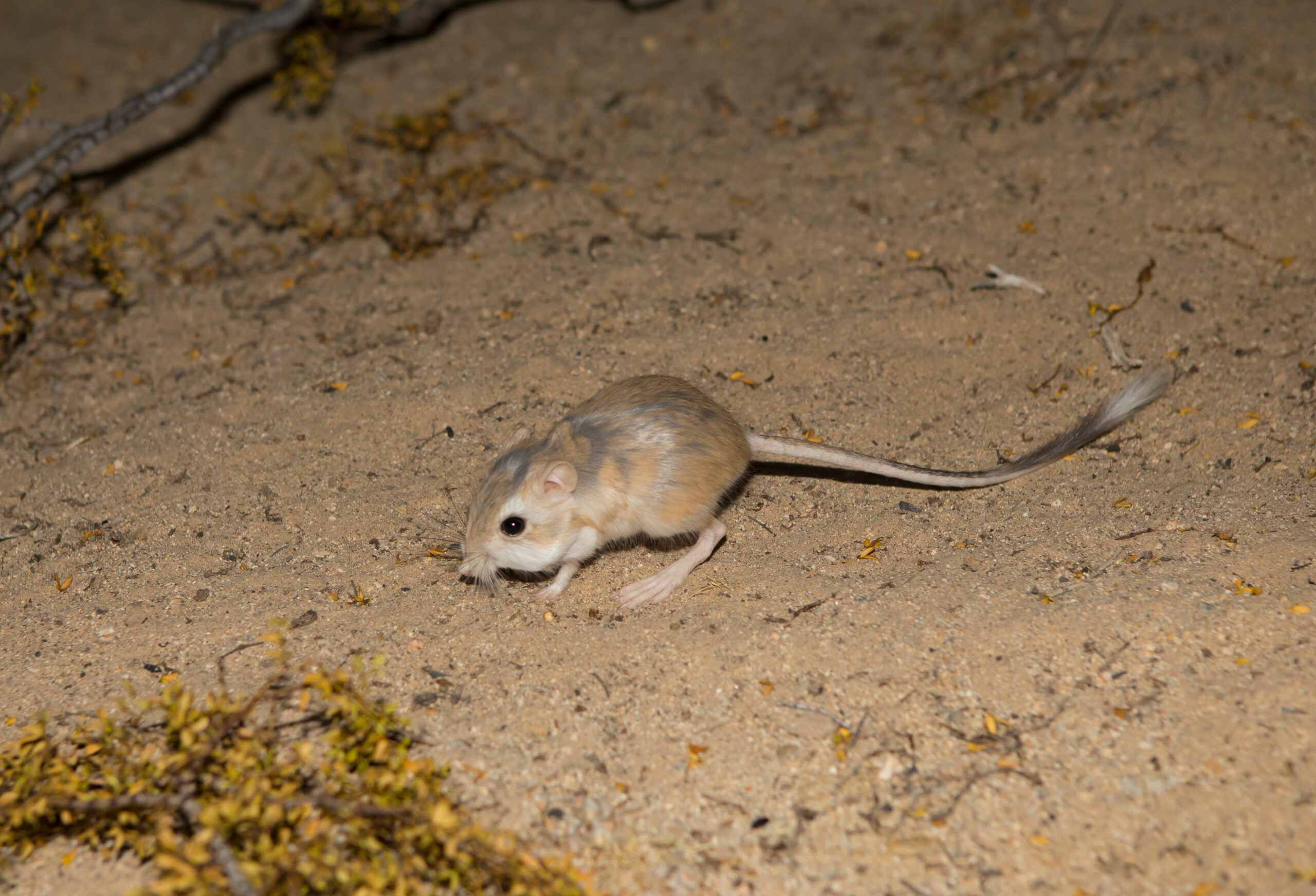 Desert Kangaroo Rat