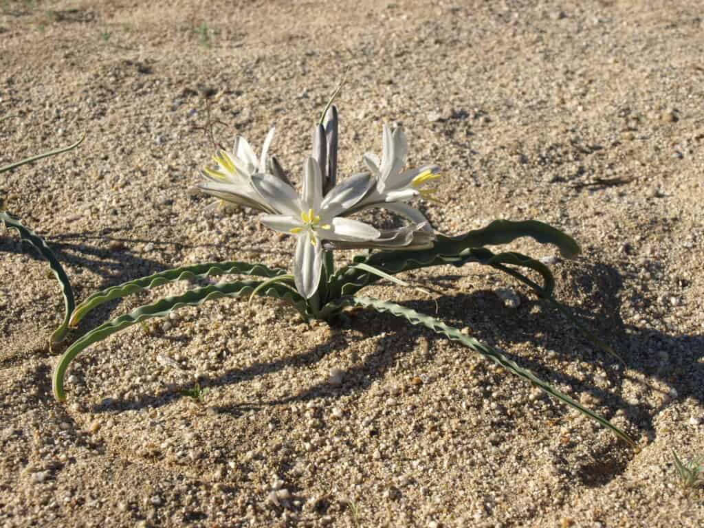 Desert Lily