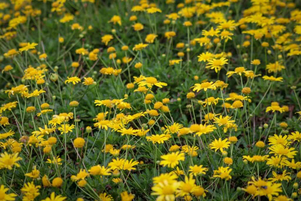 Desert Marigold