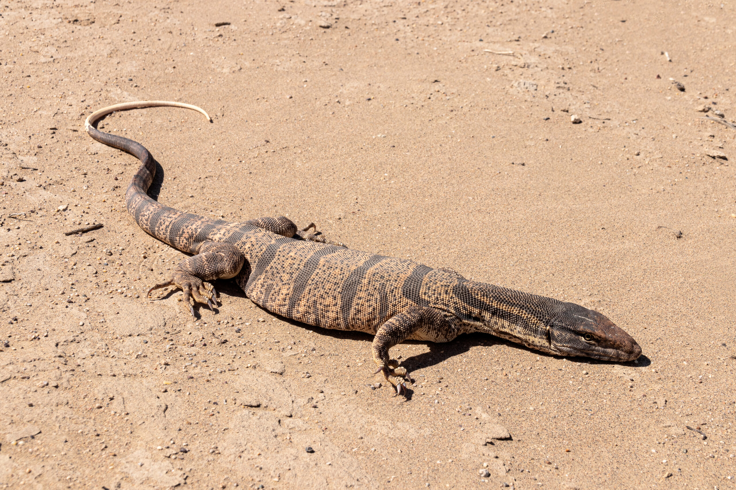 Desert Monitor (Varanus griseus)