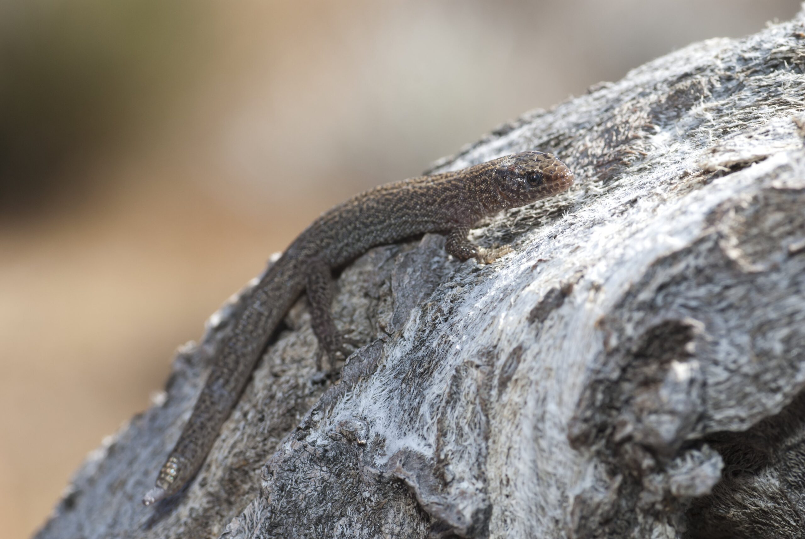 Desert Night Lizard (Xantusia vigilis)