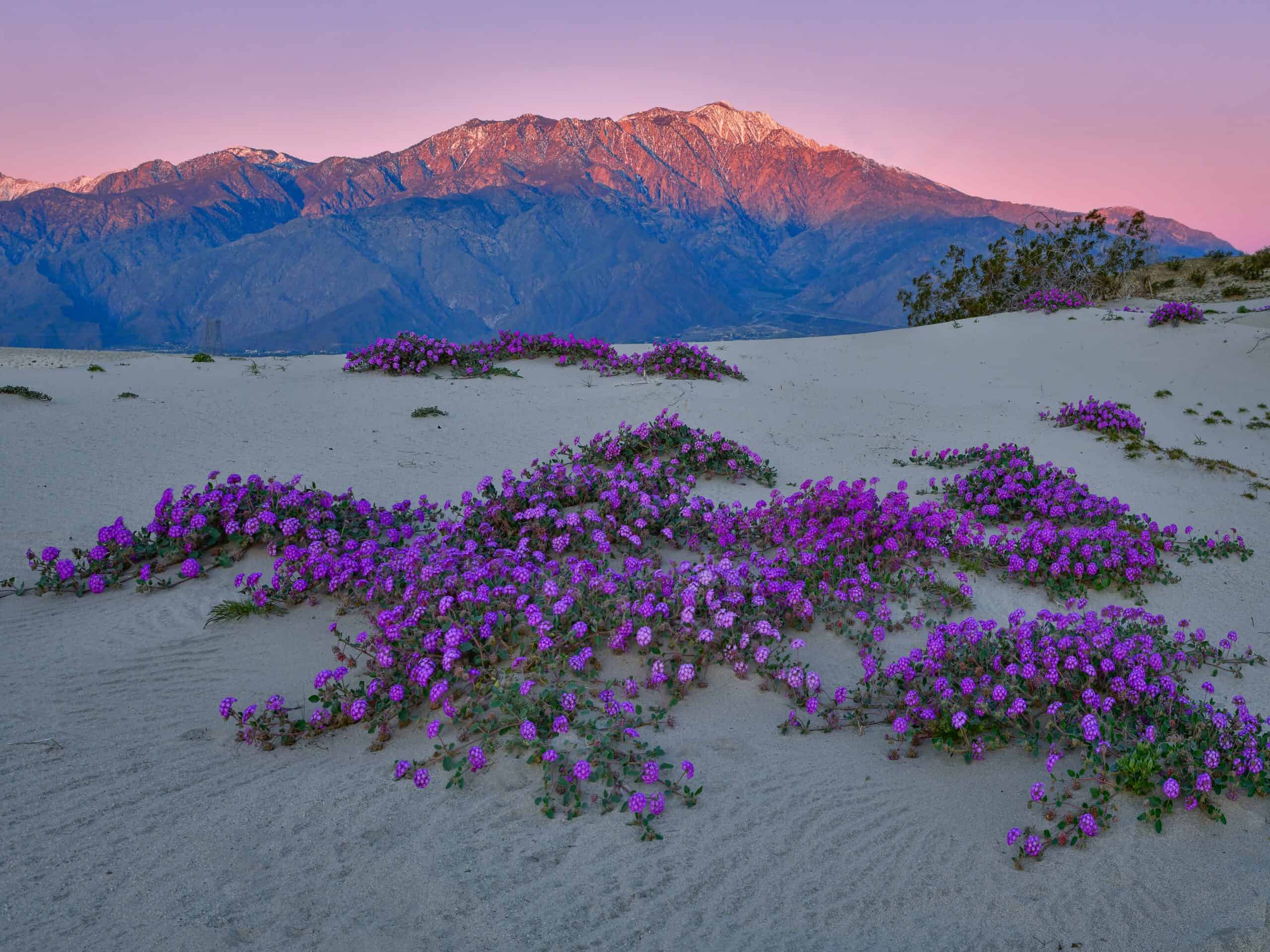 Desert Sand Verbena