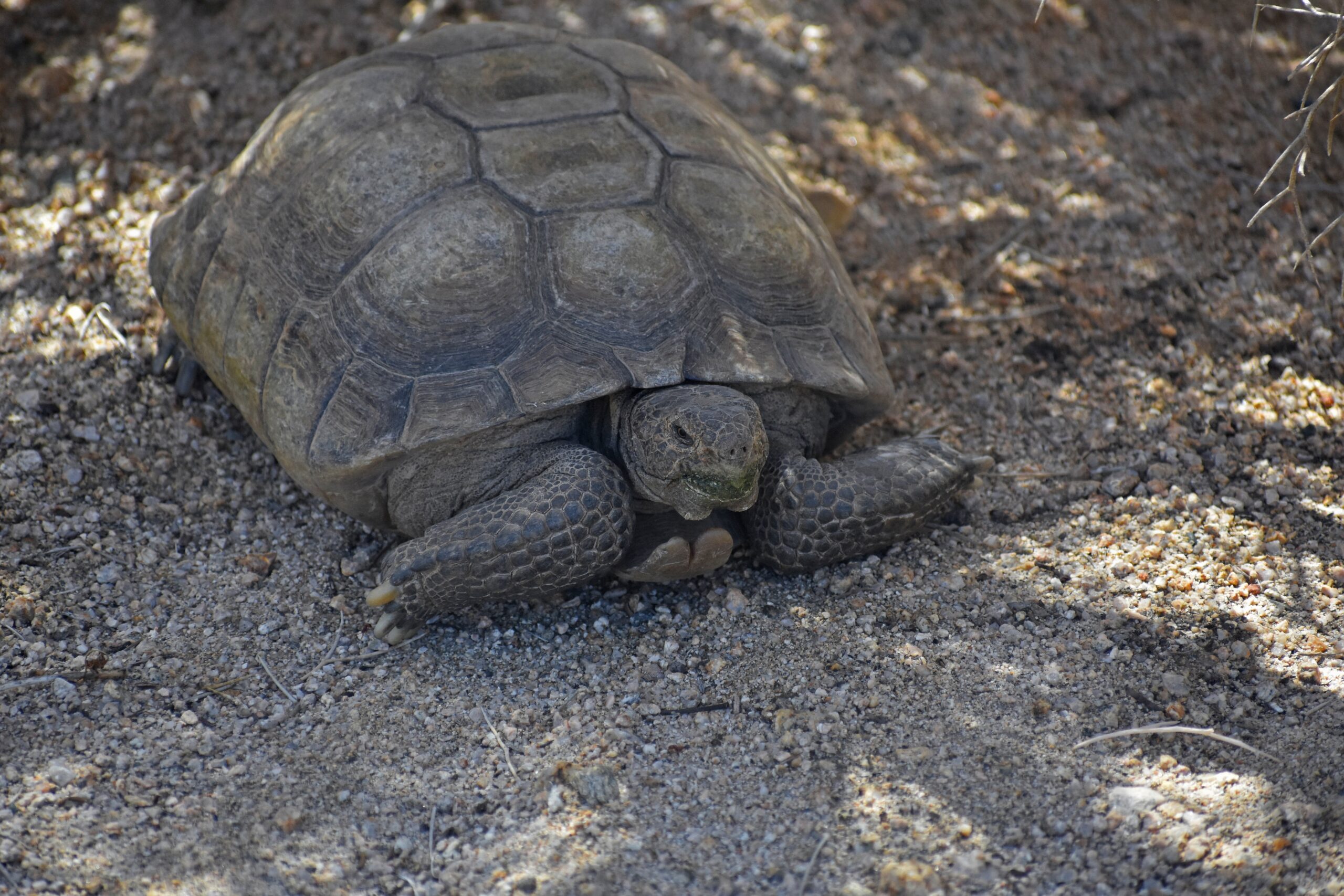 Desert Tortoise (Gopherus agassizii)