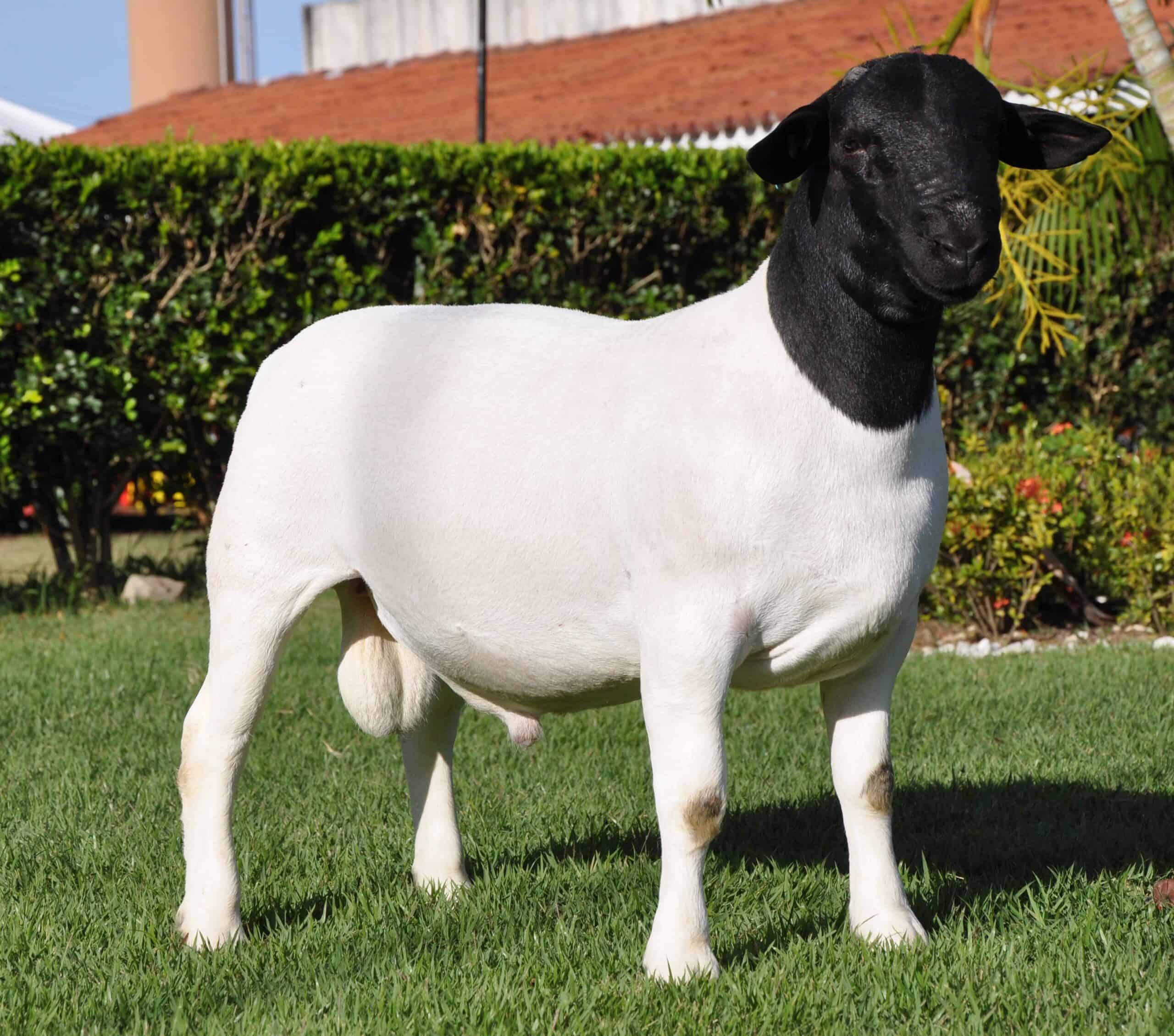 Dorper Sheep