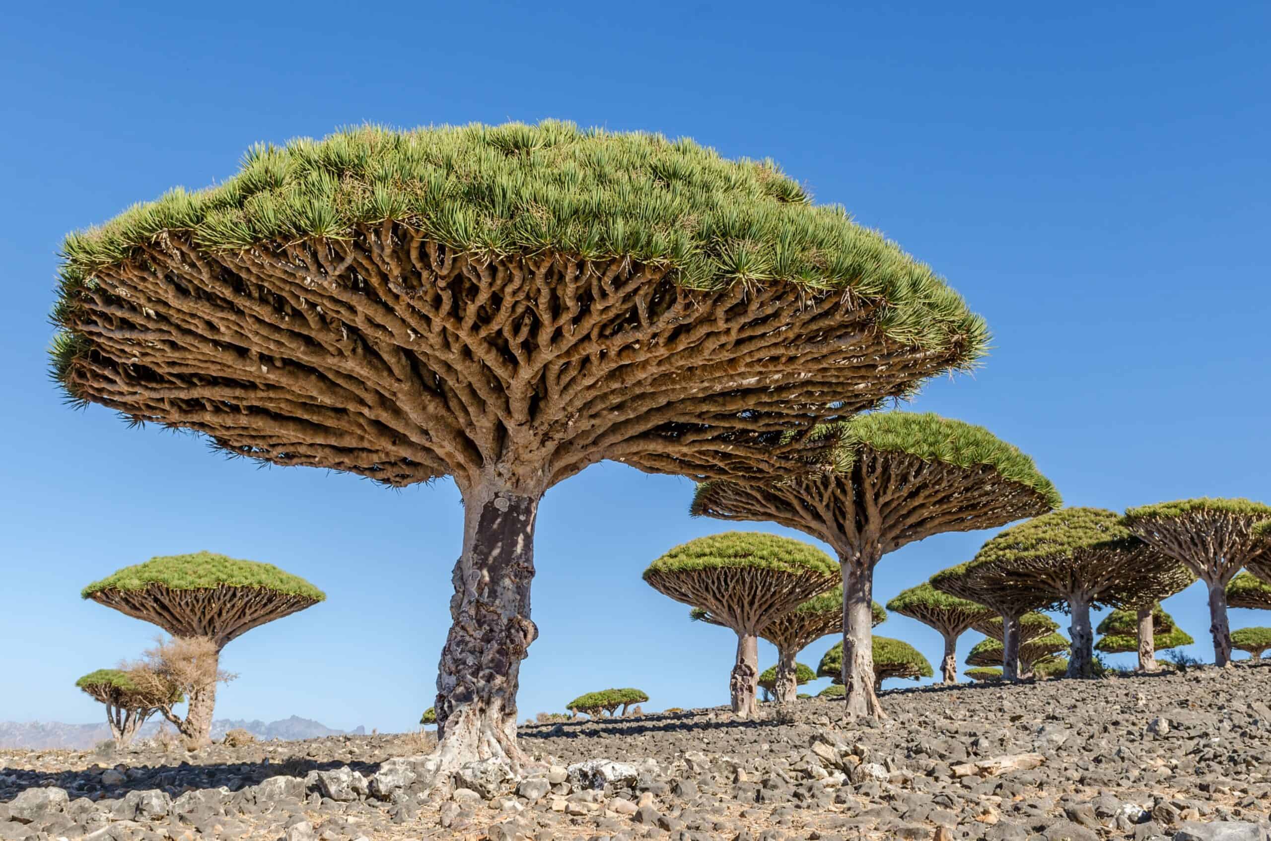 Dragon Blood Tree (Dracaena cinnabari)