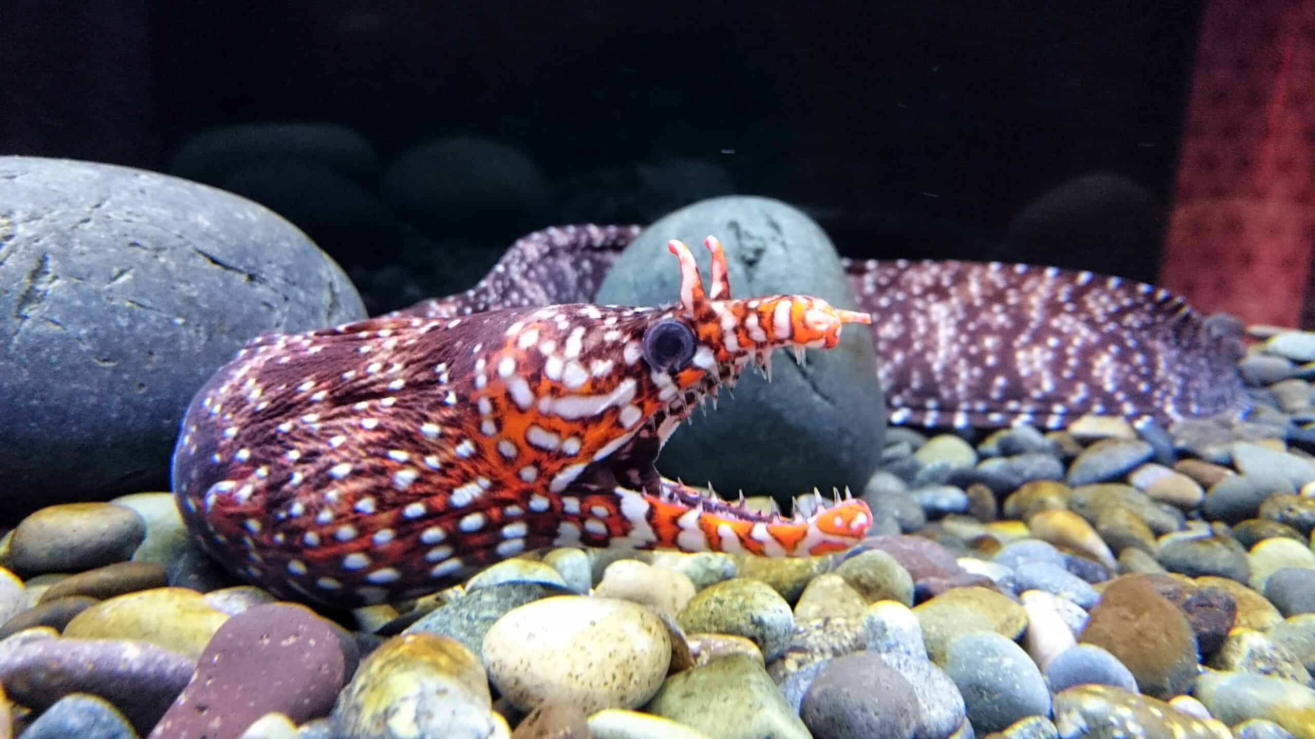 Dragon Moray Eel