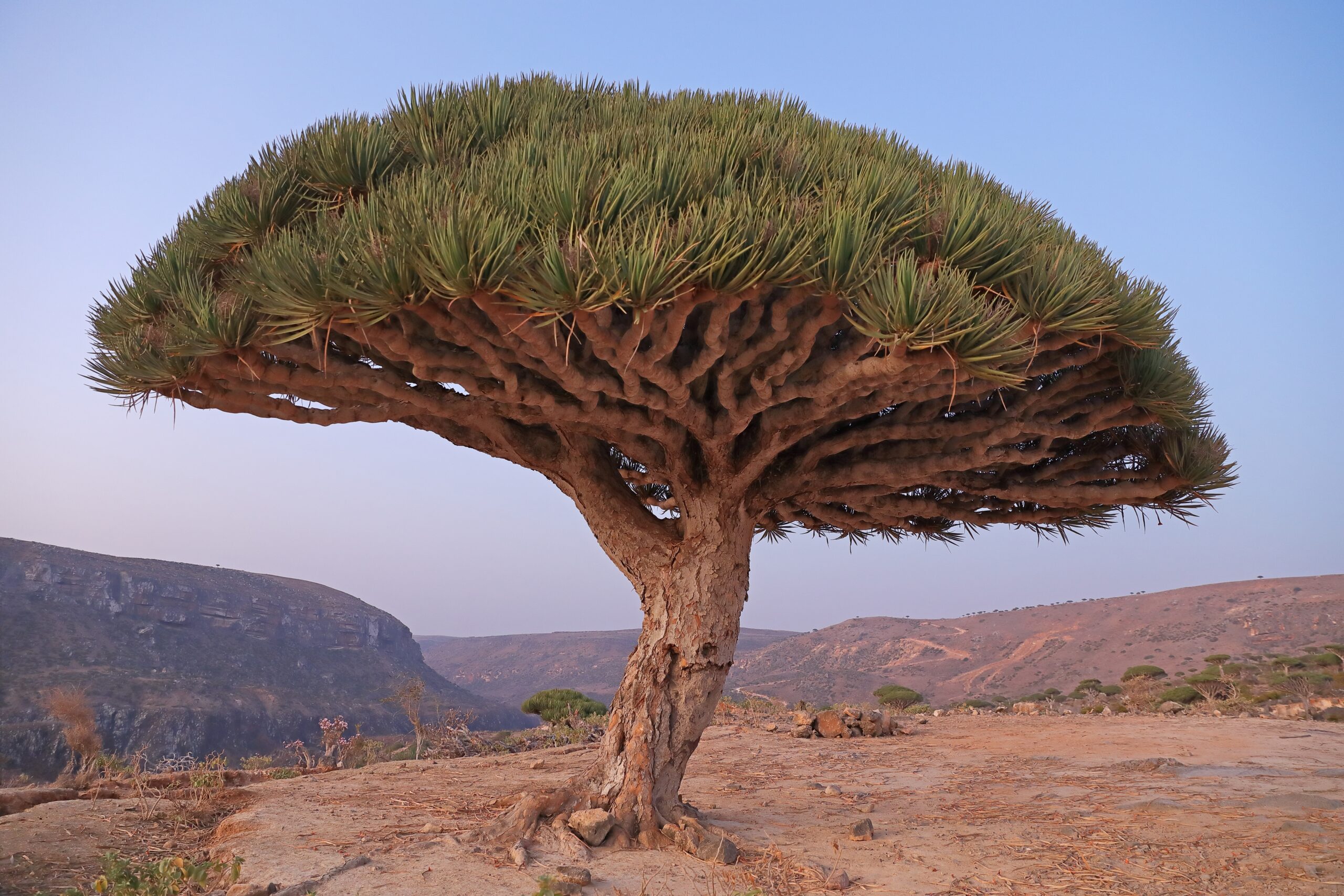 Dragon's Blood Tree