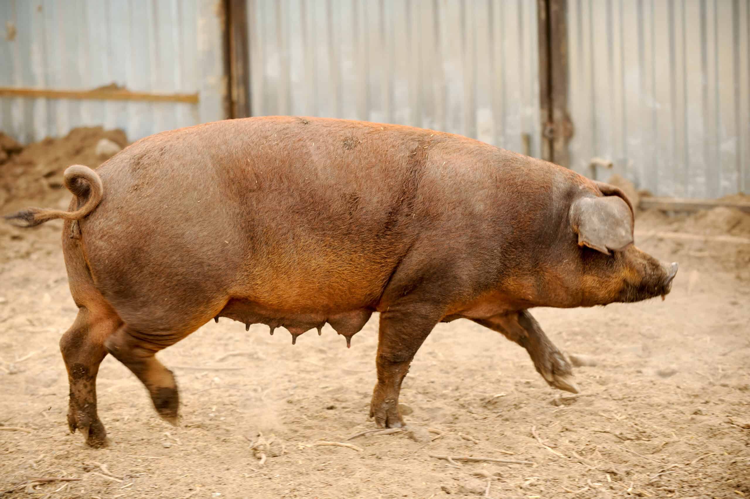 Duroc Pig