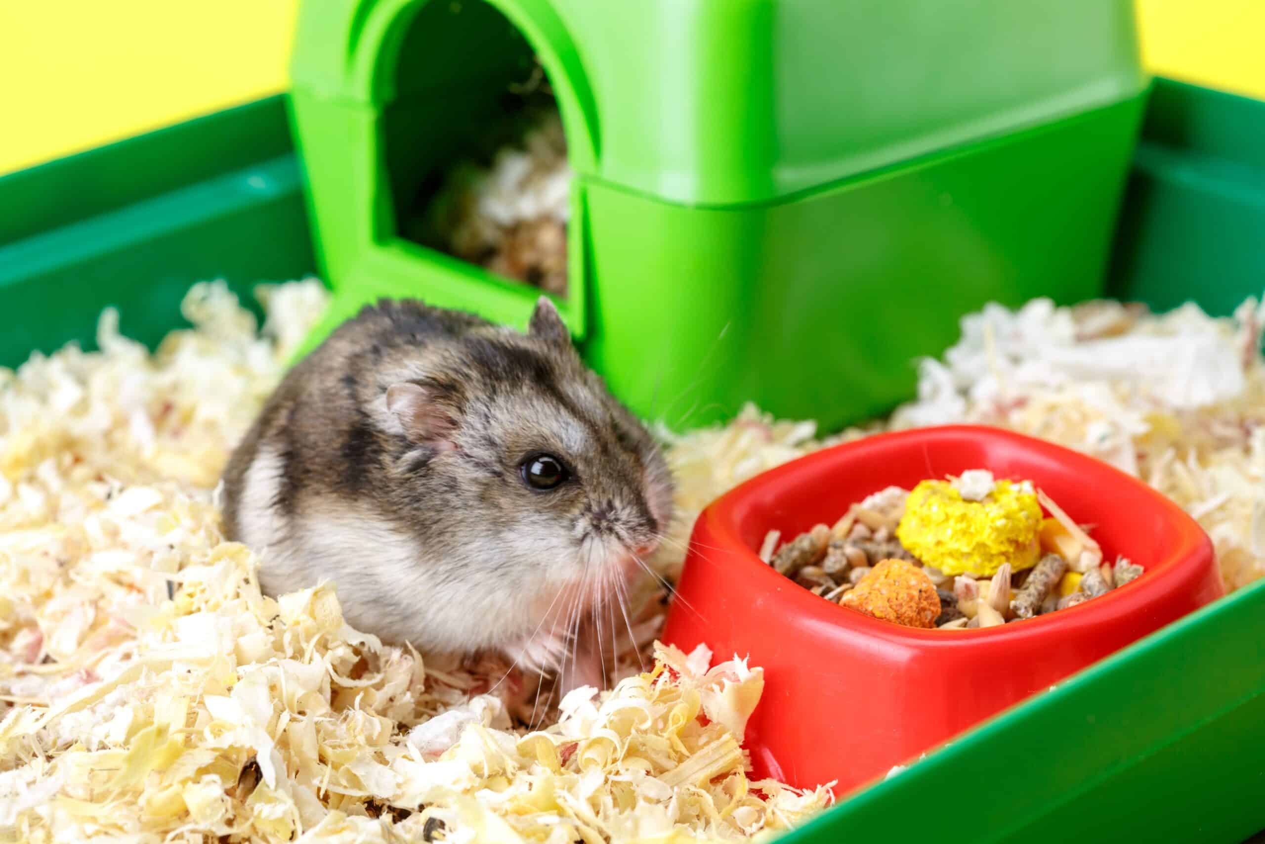 Dwarf Hamster