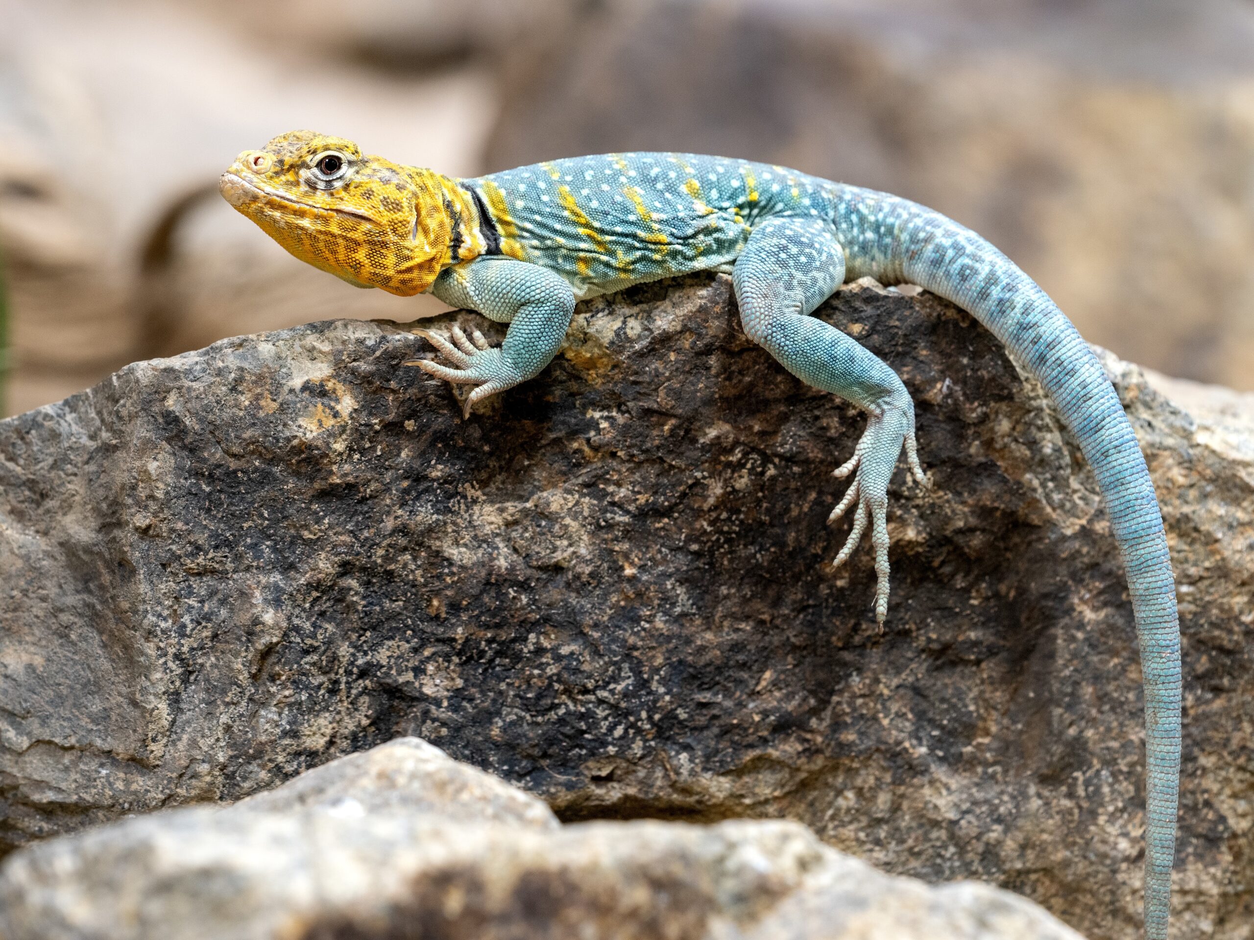 Eastern Collared Lizard (Crotaphytus collaris)