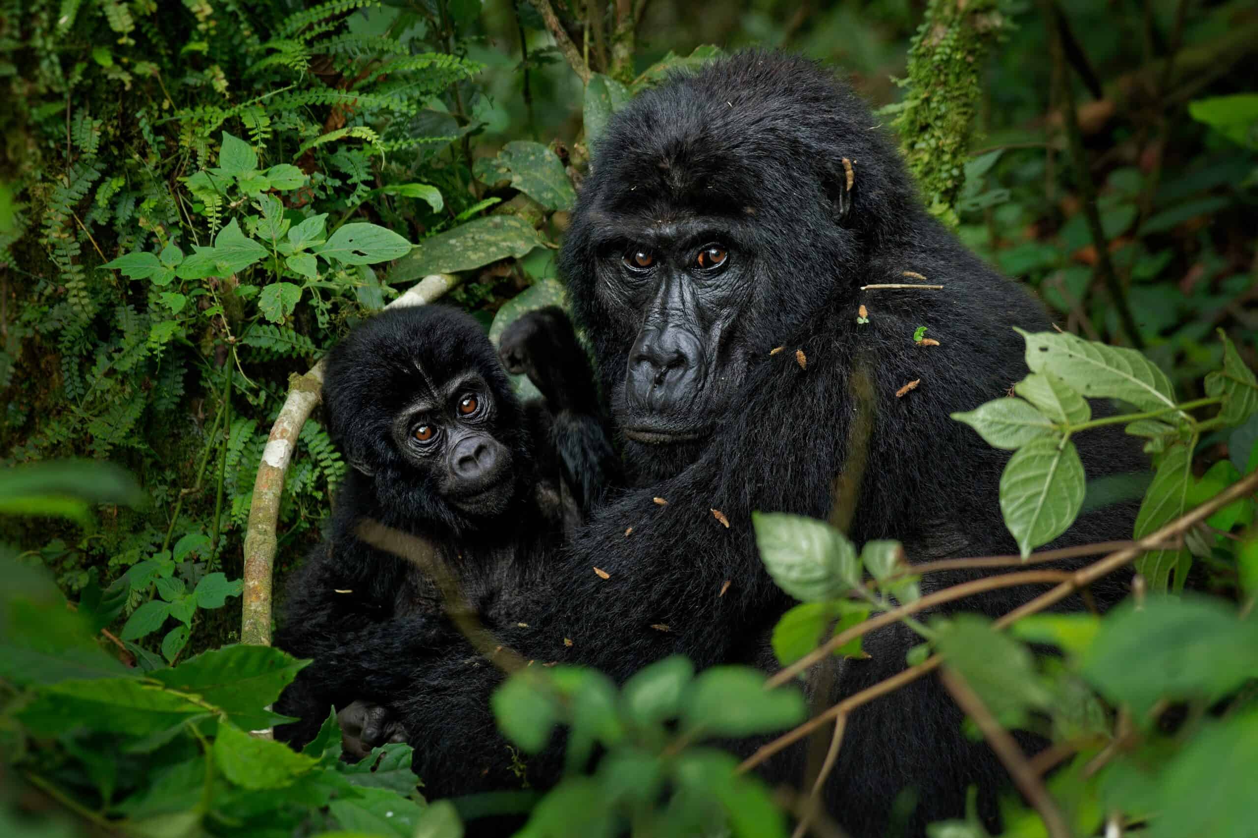 Eastern Lowland Gorilla