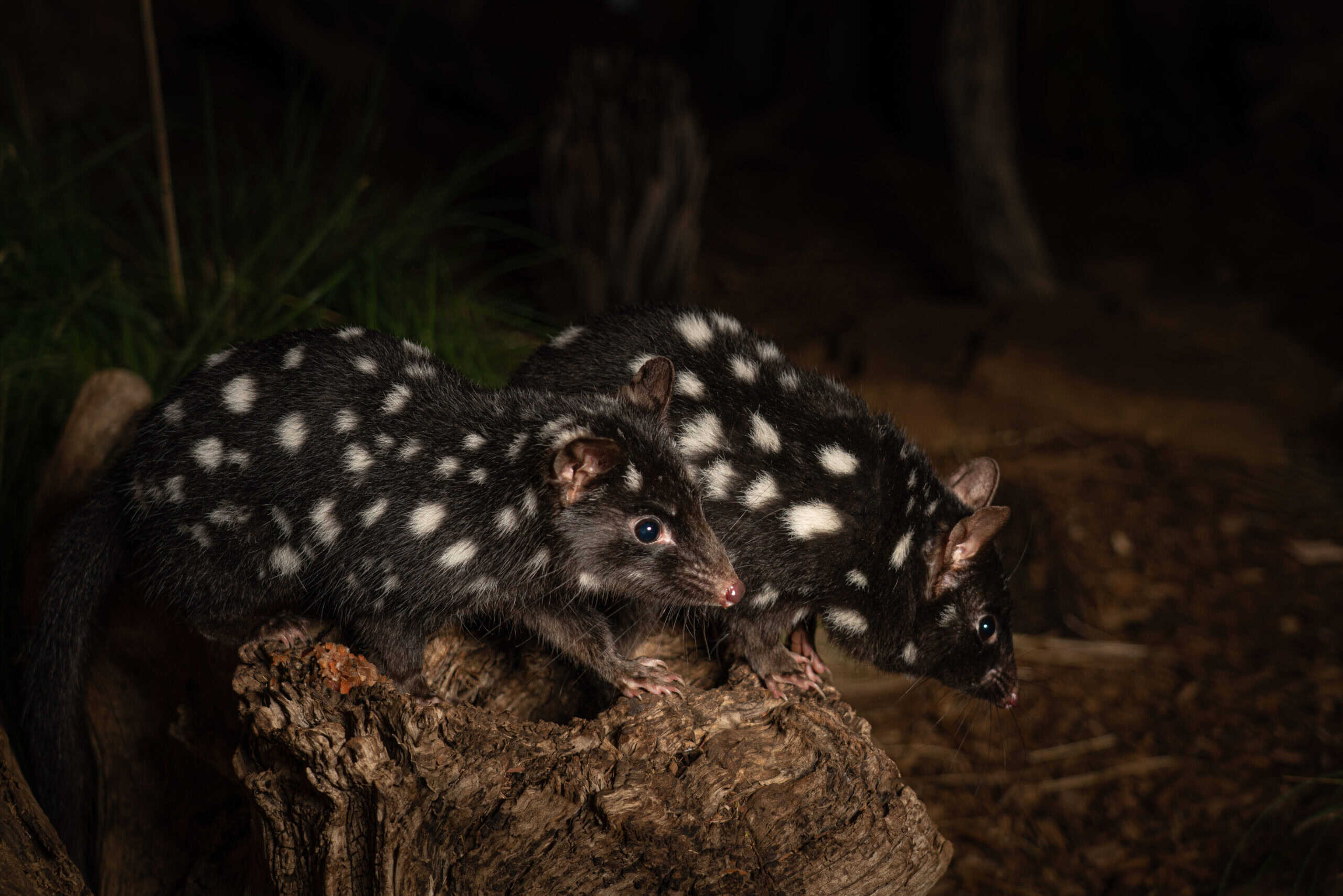 Eastern Quoll