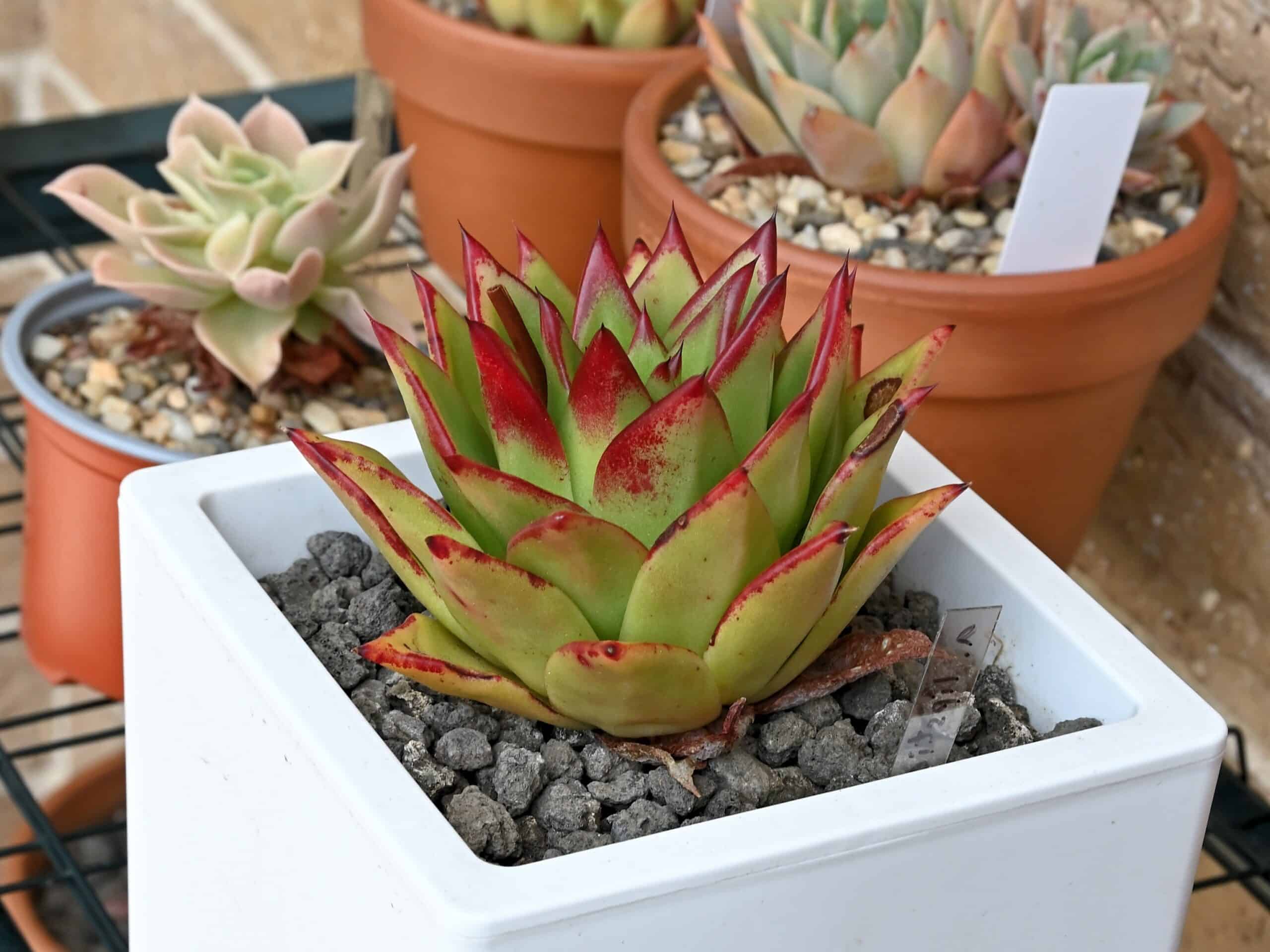 Echeveria agavoides (Lipstick Echeveria)