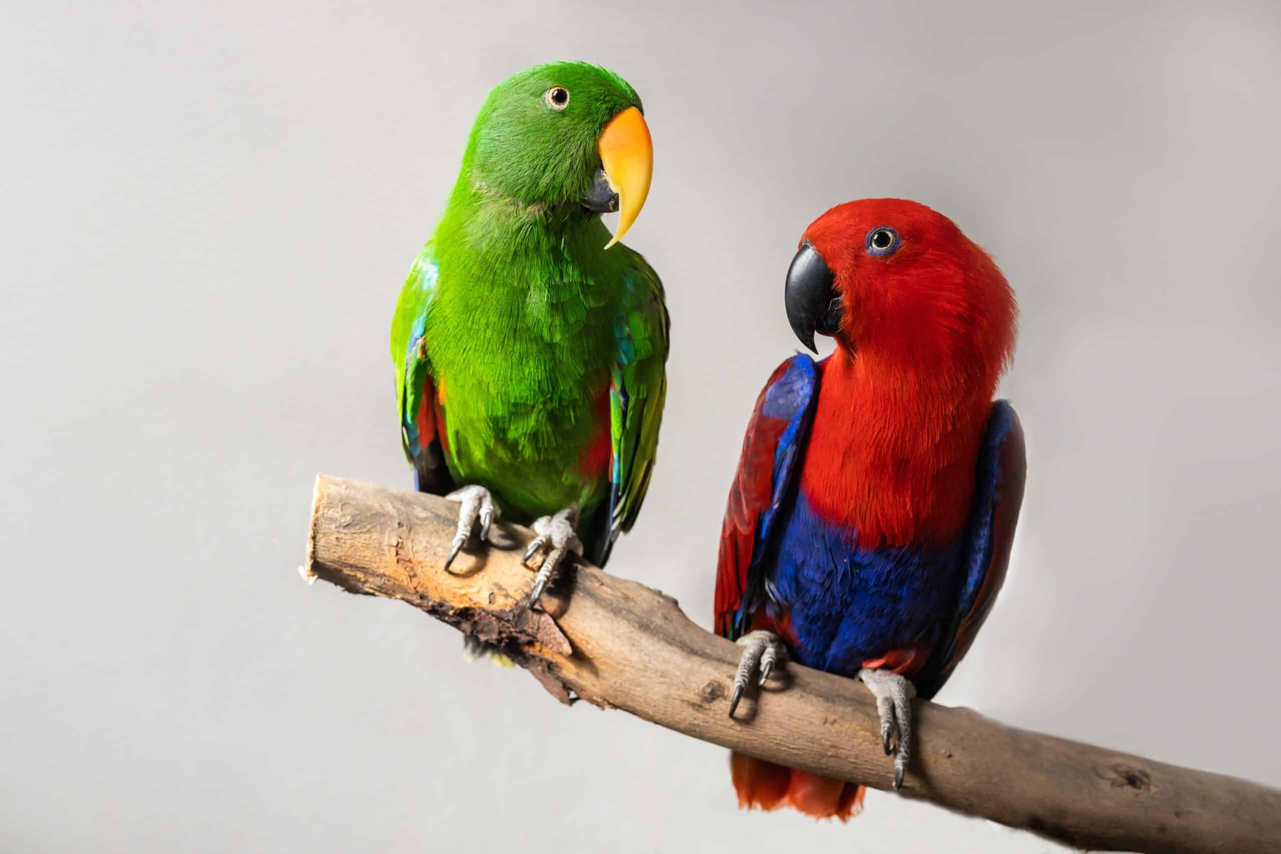 Eclectus Parrot