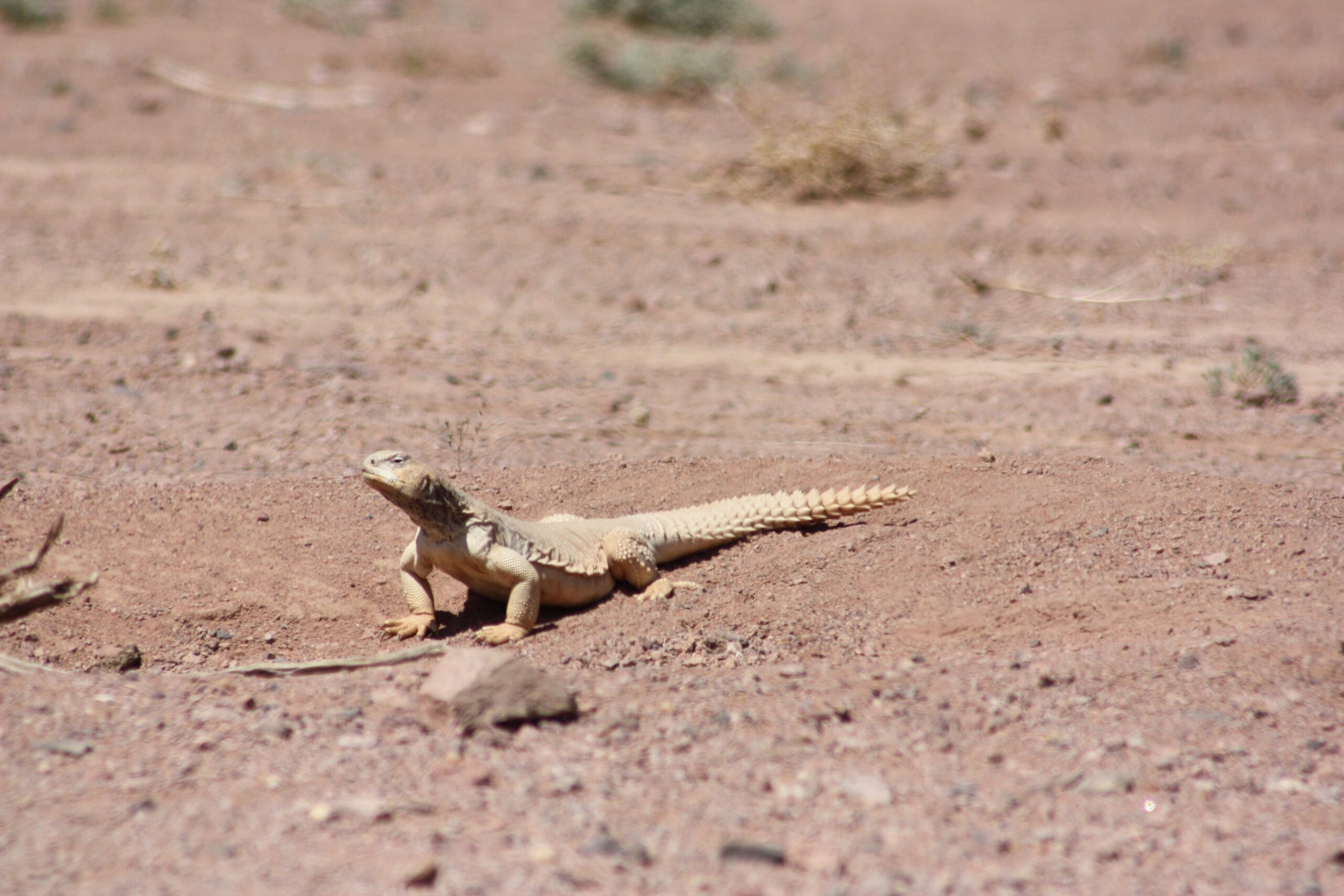 Egyptian Uromastyx (Uromastyx aegyptia)