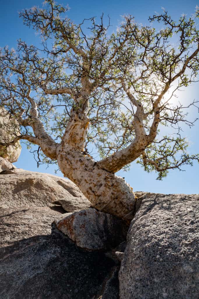 Elephant Tree (Bursera microphylla)