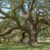 15 Ancient Trees with Historical Significance