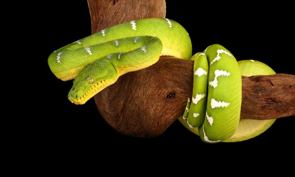 Emerald Tree Boa (Corallus caninus)