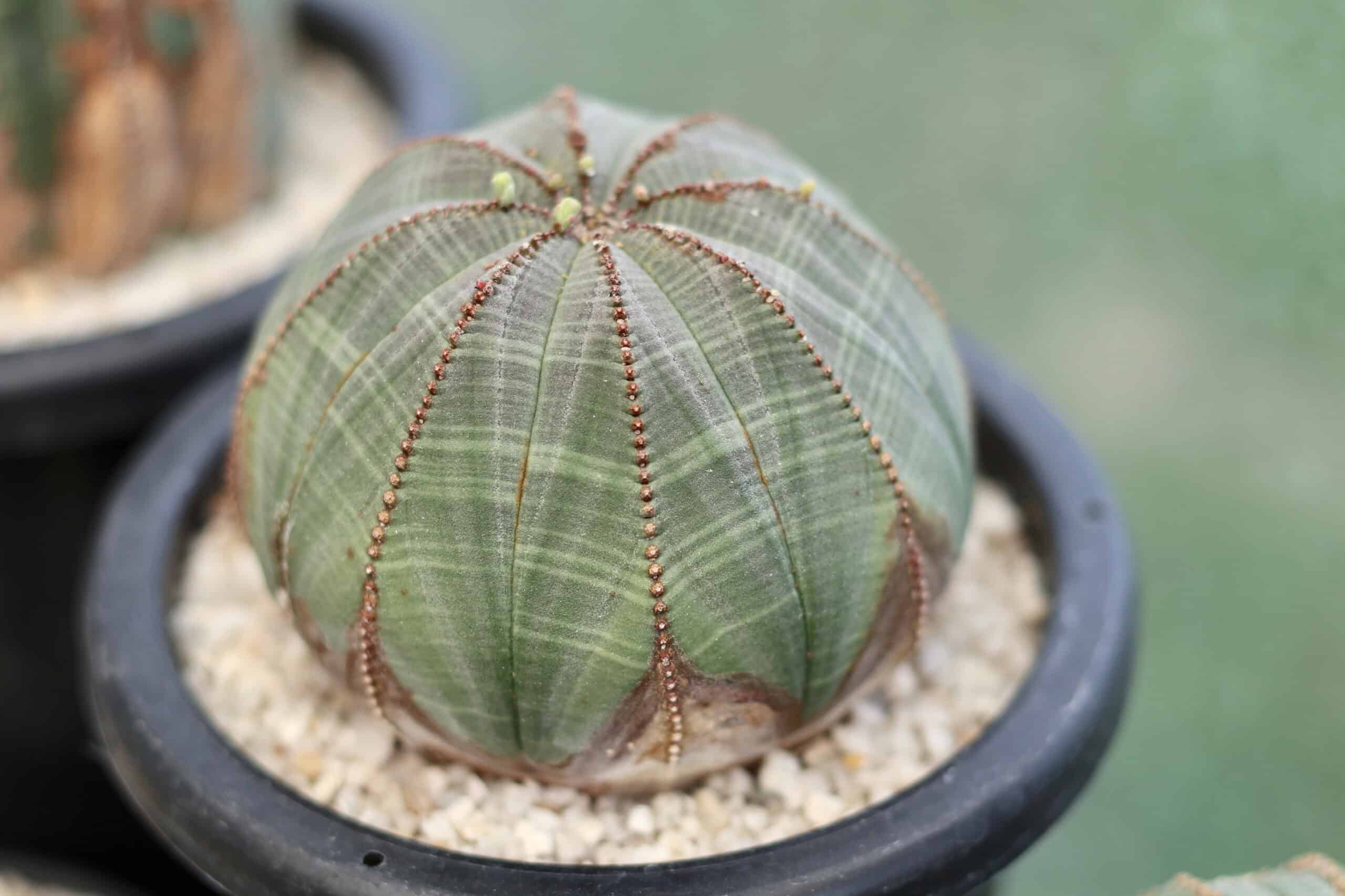 Euphorbia obesa (Baseball Plant)