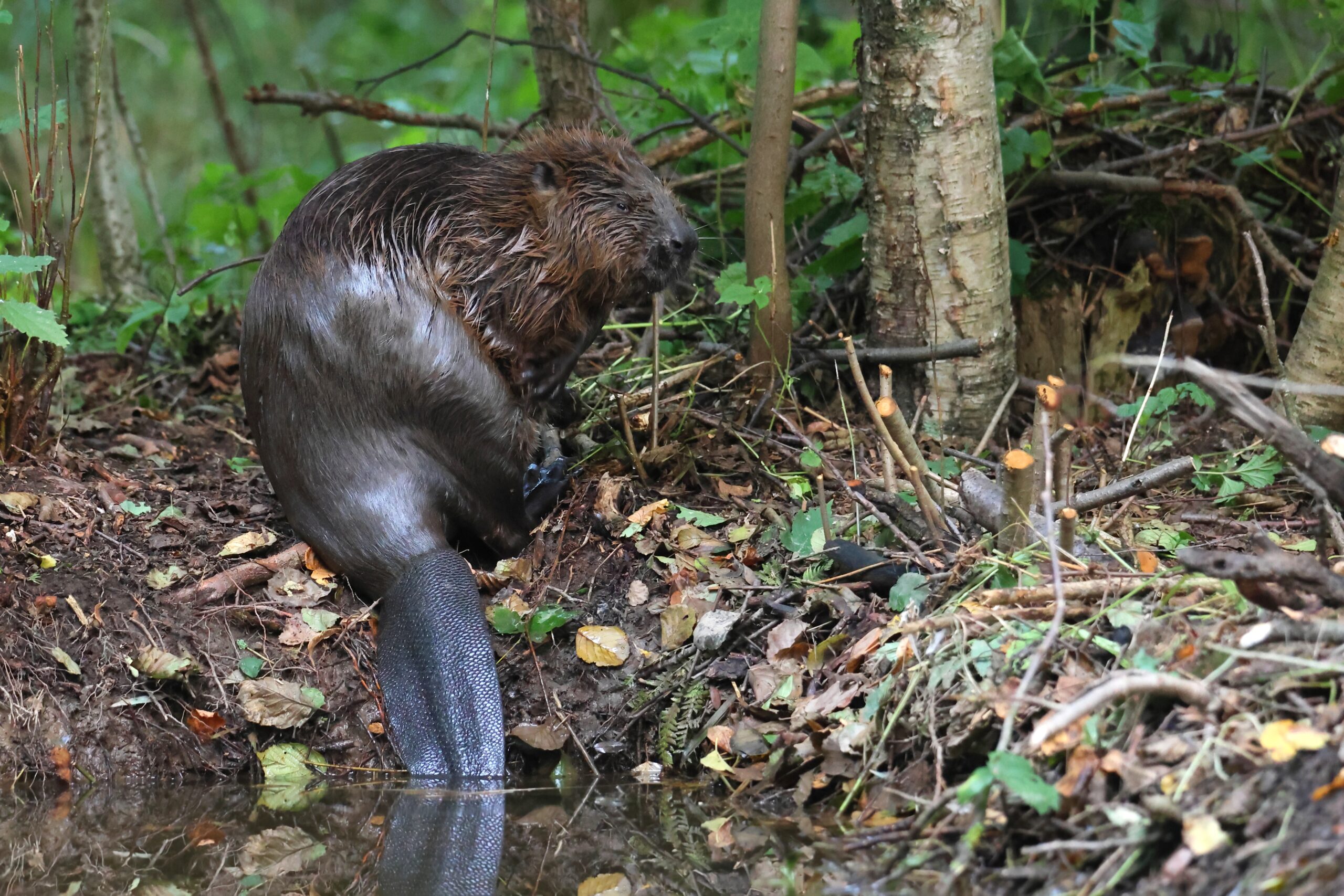 Eurasian Beaver