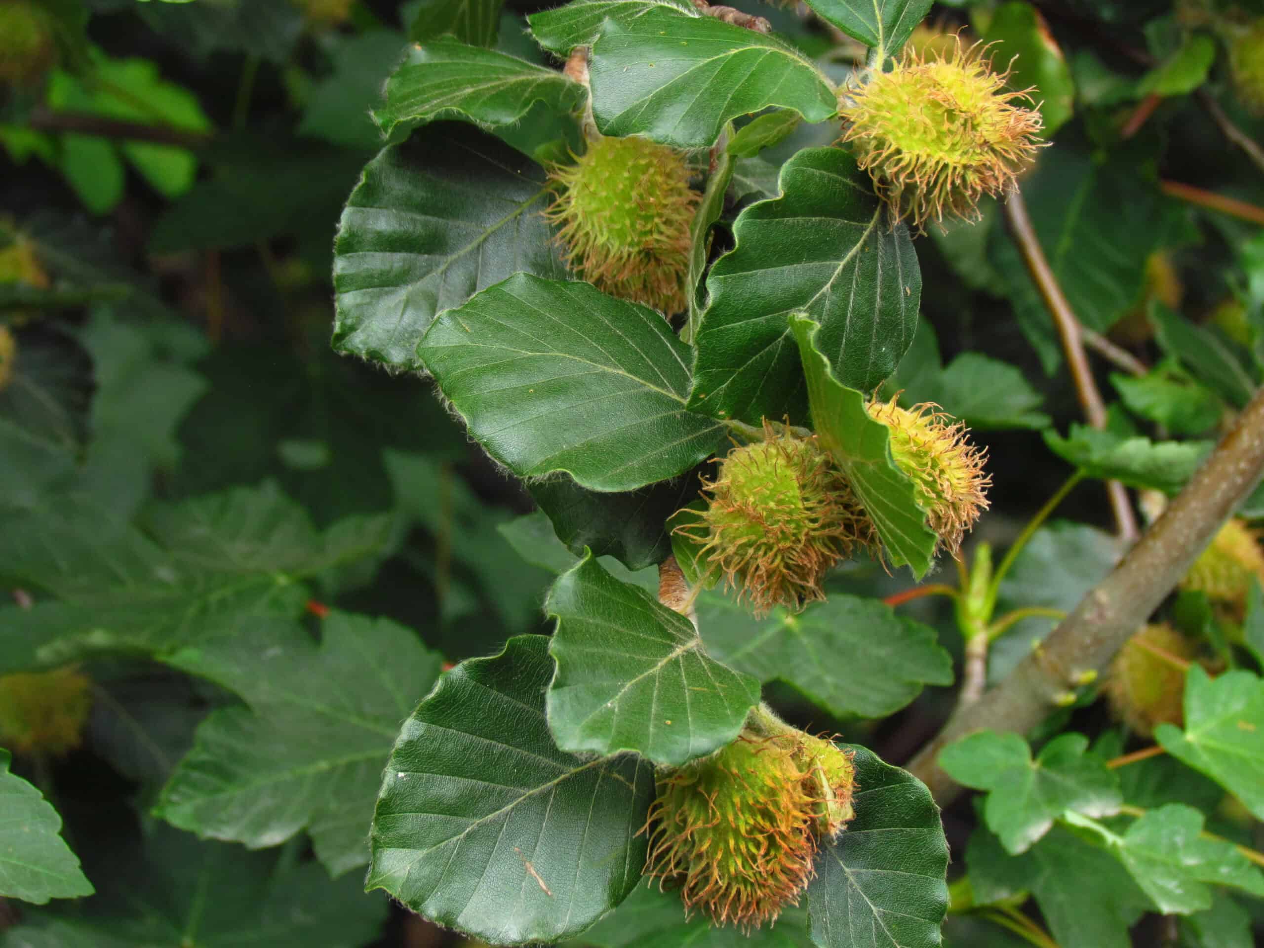 European Beech (Fagus sylvatica)