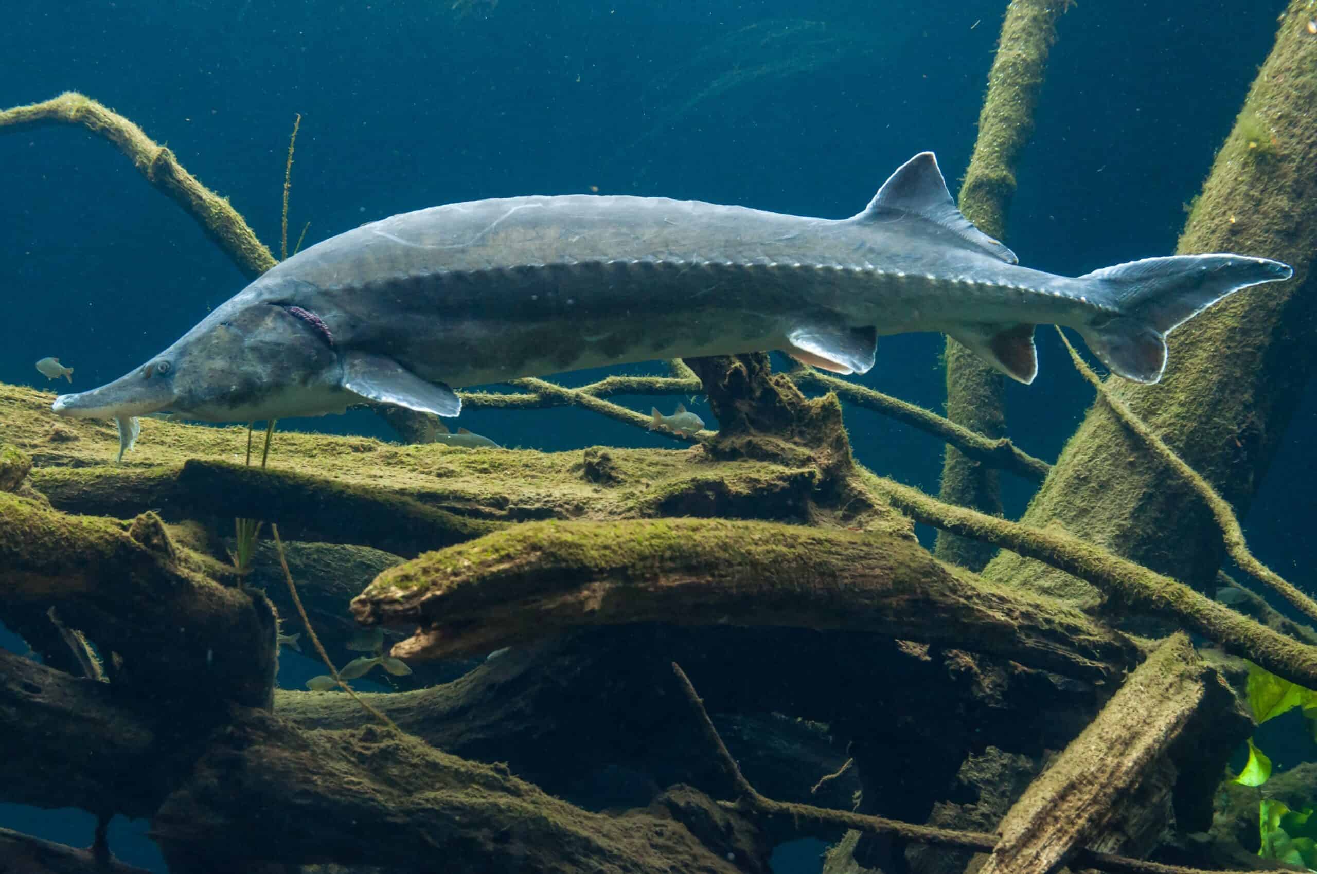 European Sturgeon