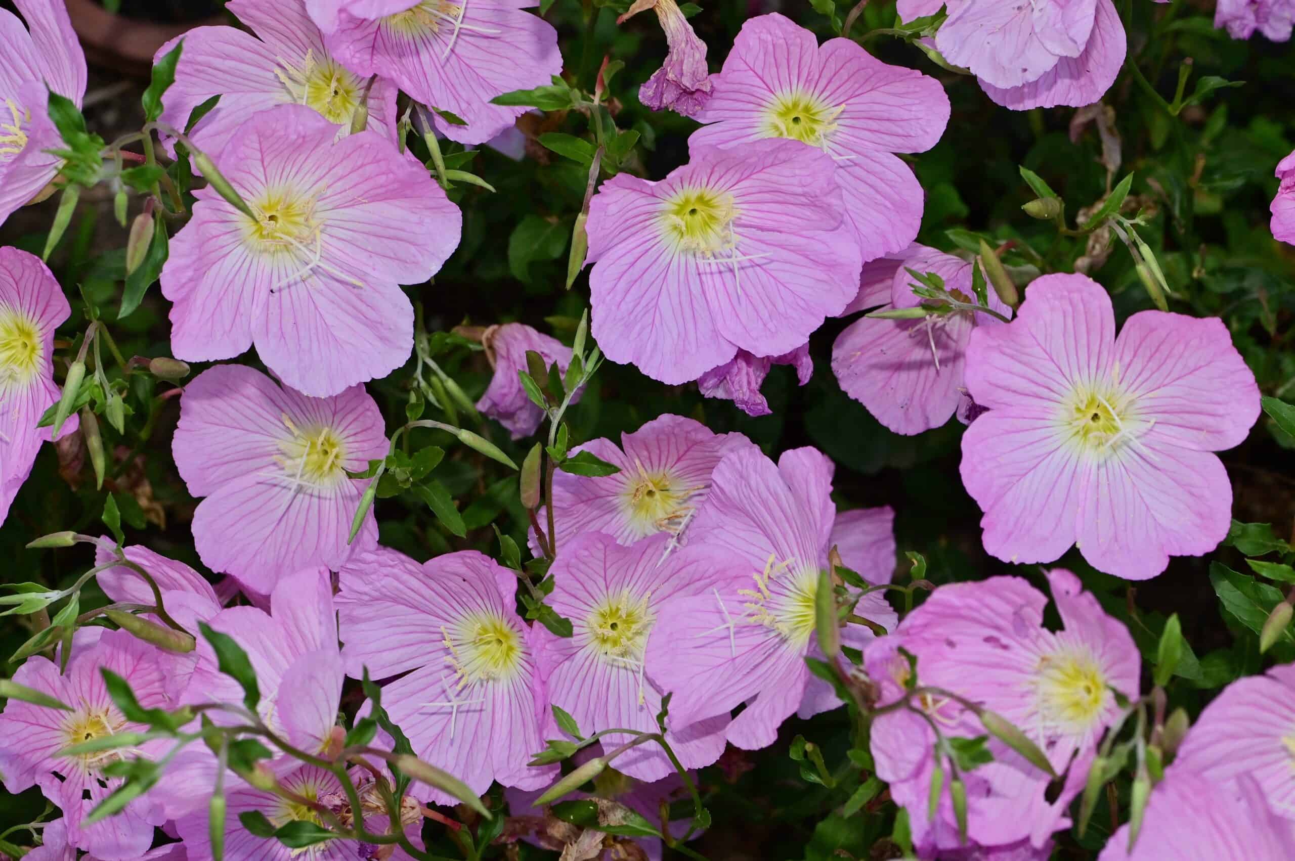 Evening Primrose