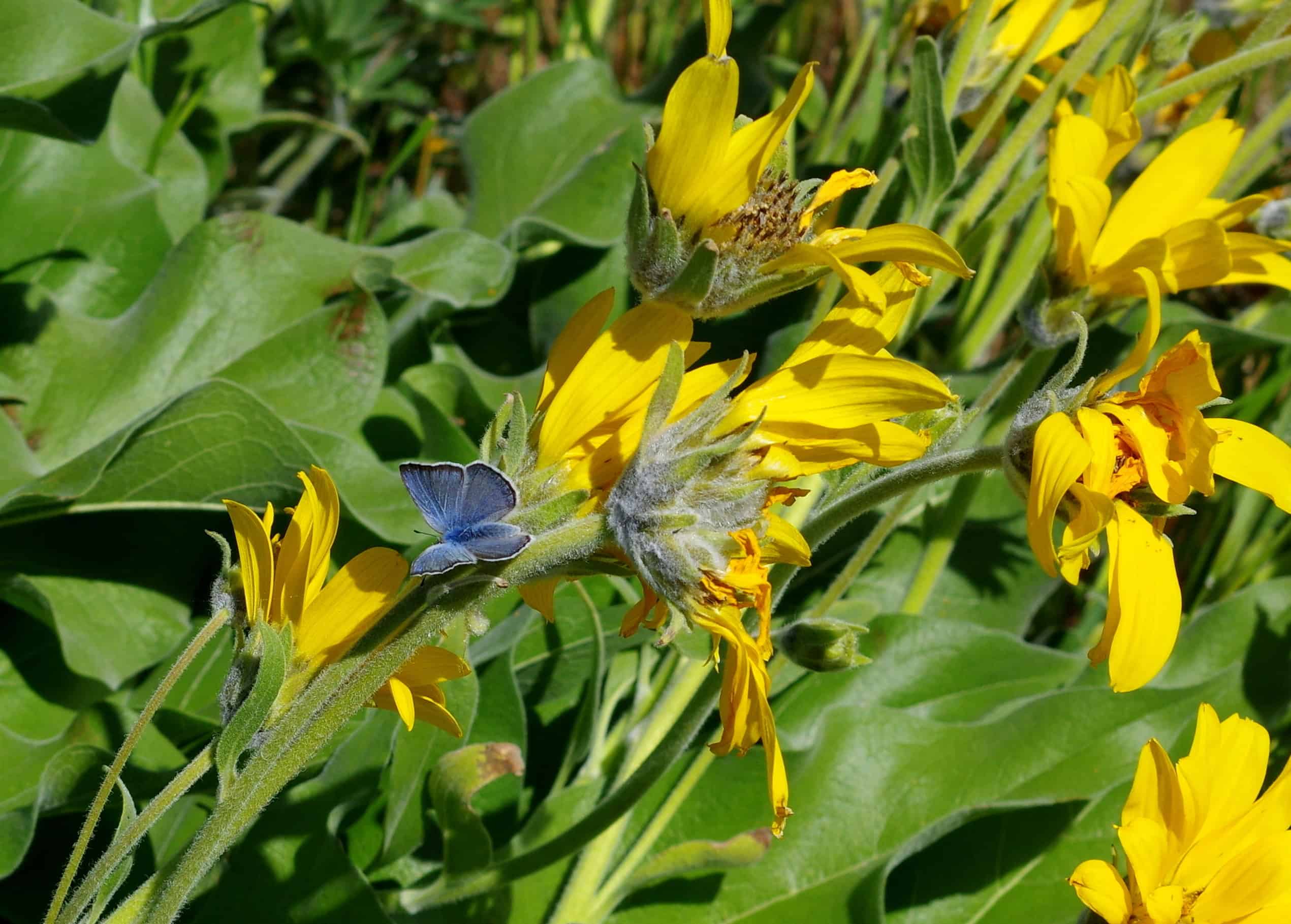 Fender's Blue Butterfly