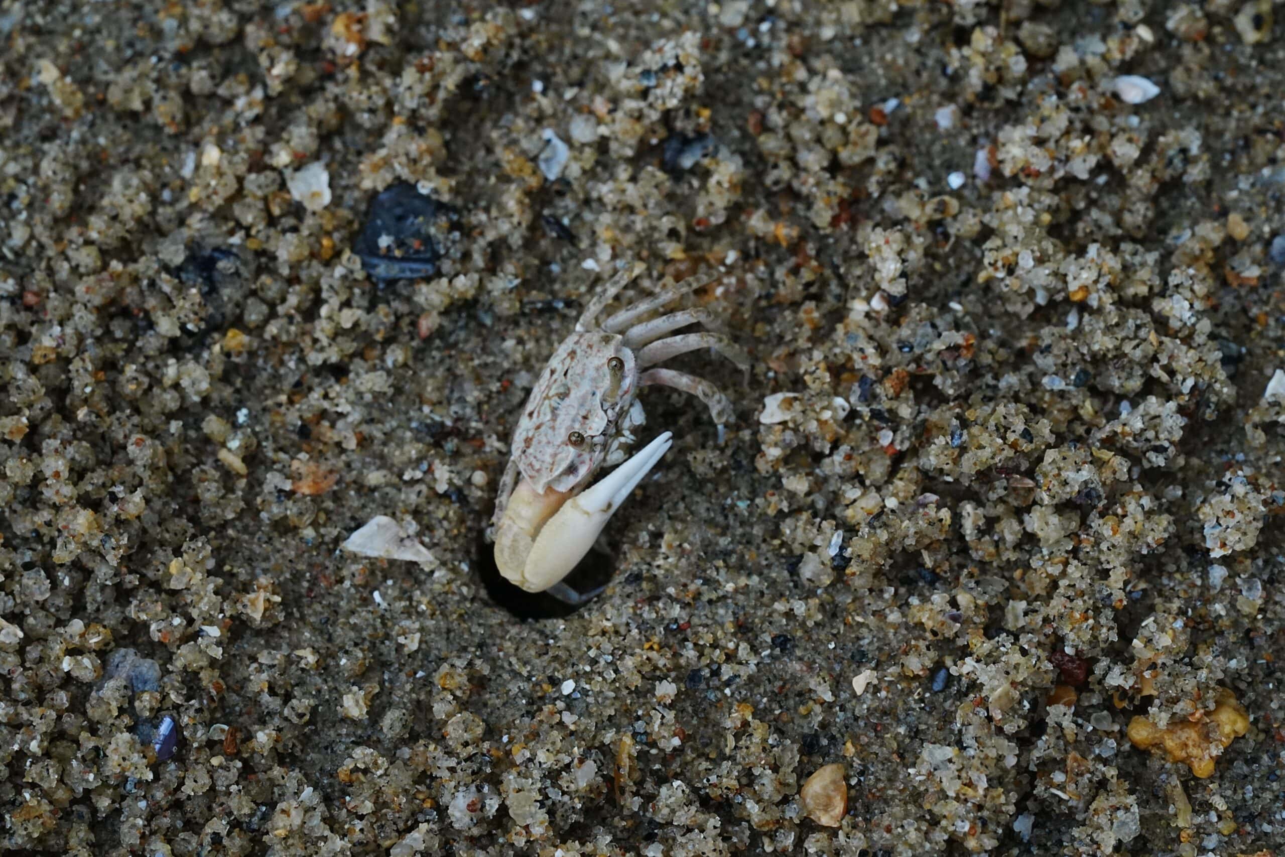 Fiddler Crab