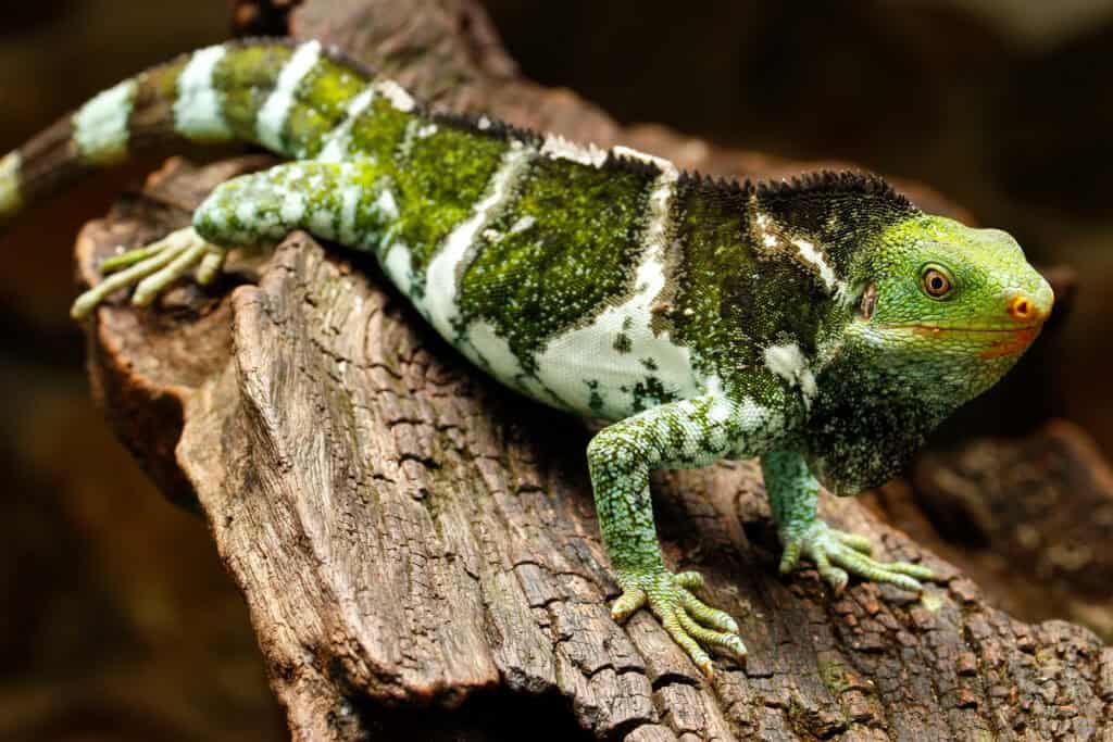 Fijian Crested Iguana