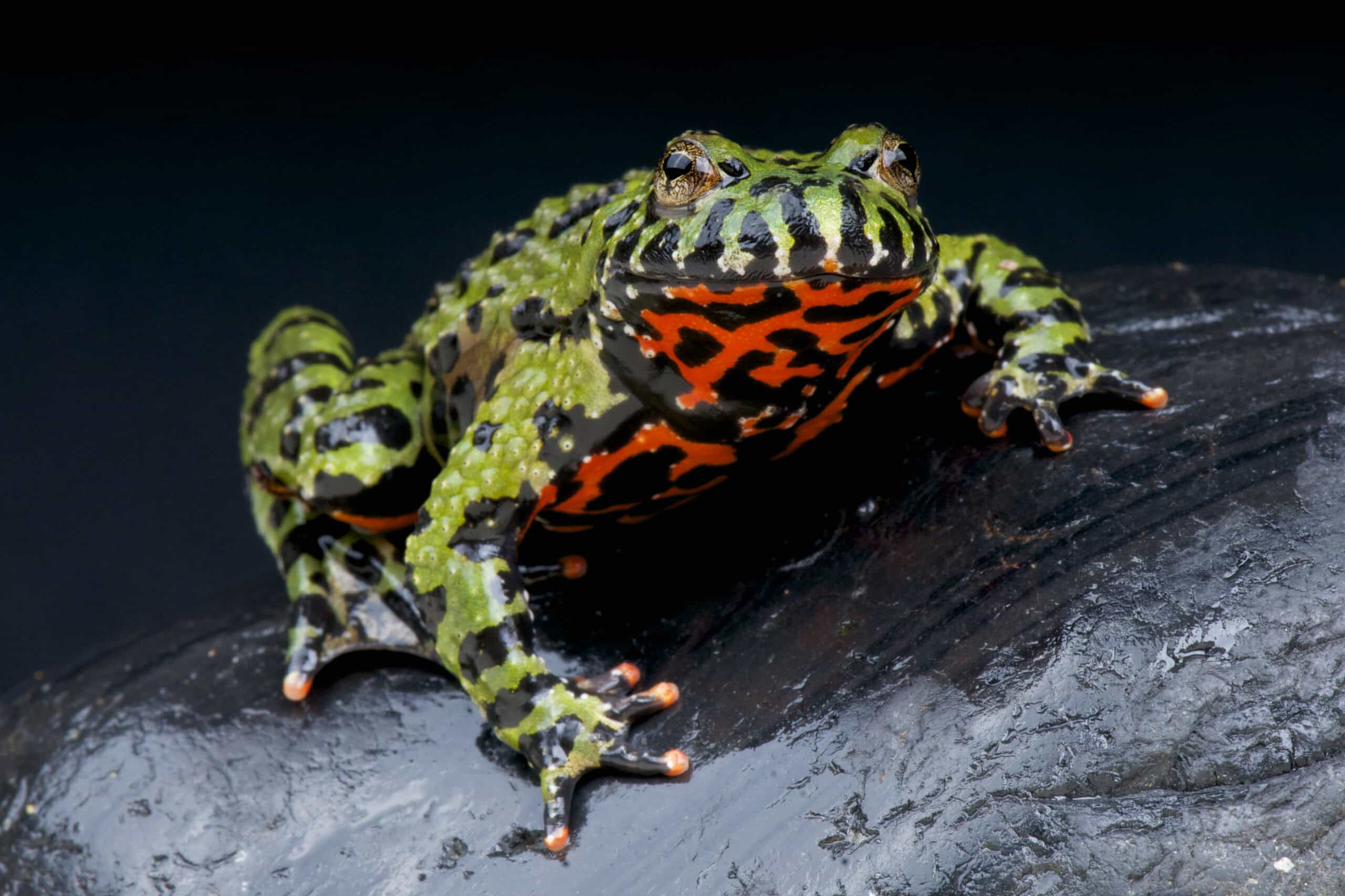 Fire-Bellied Toad