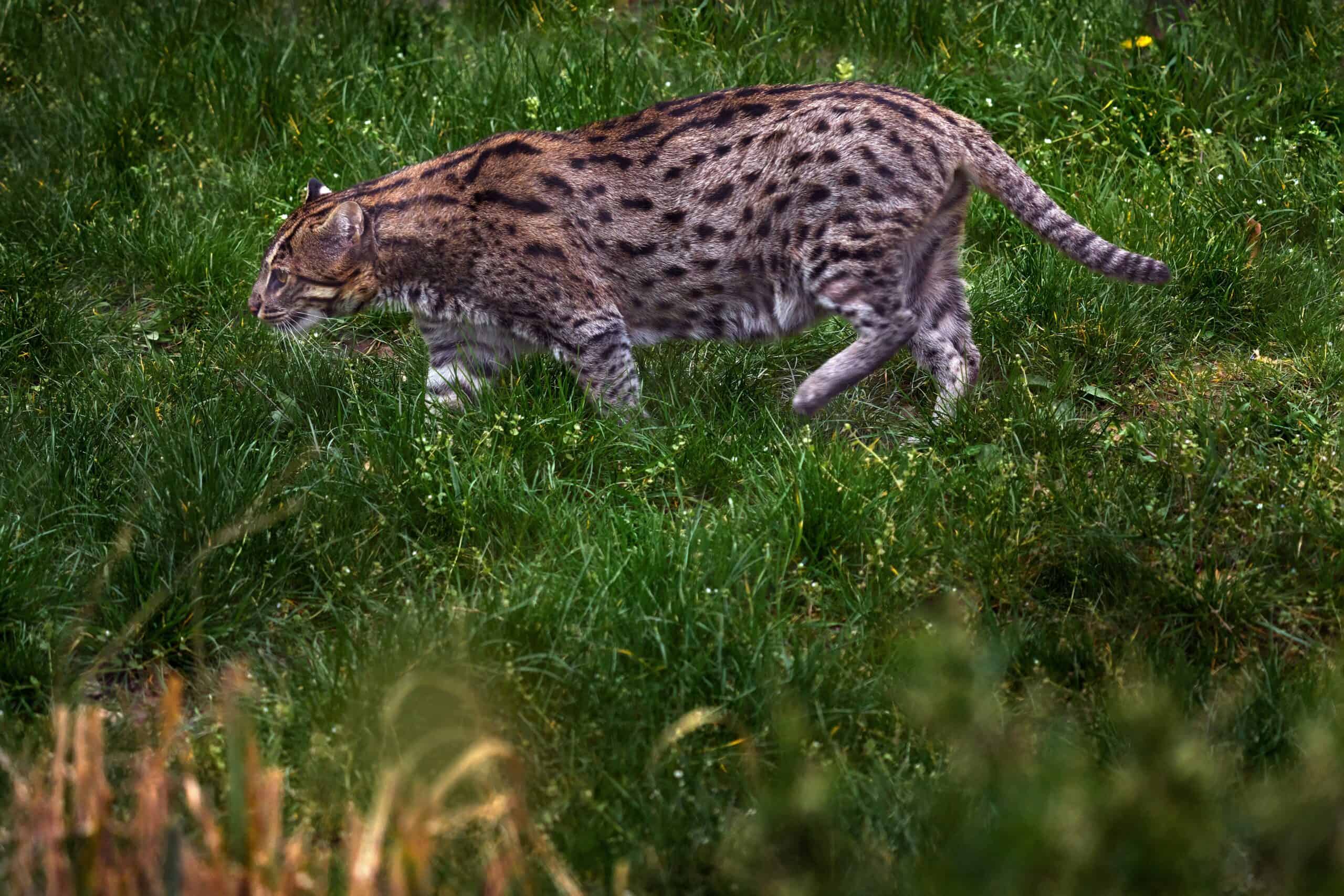 Fishing Cat