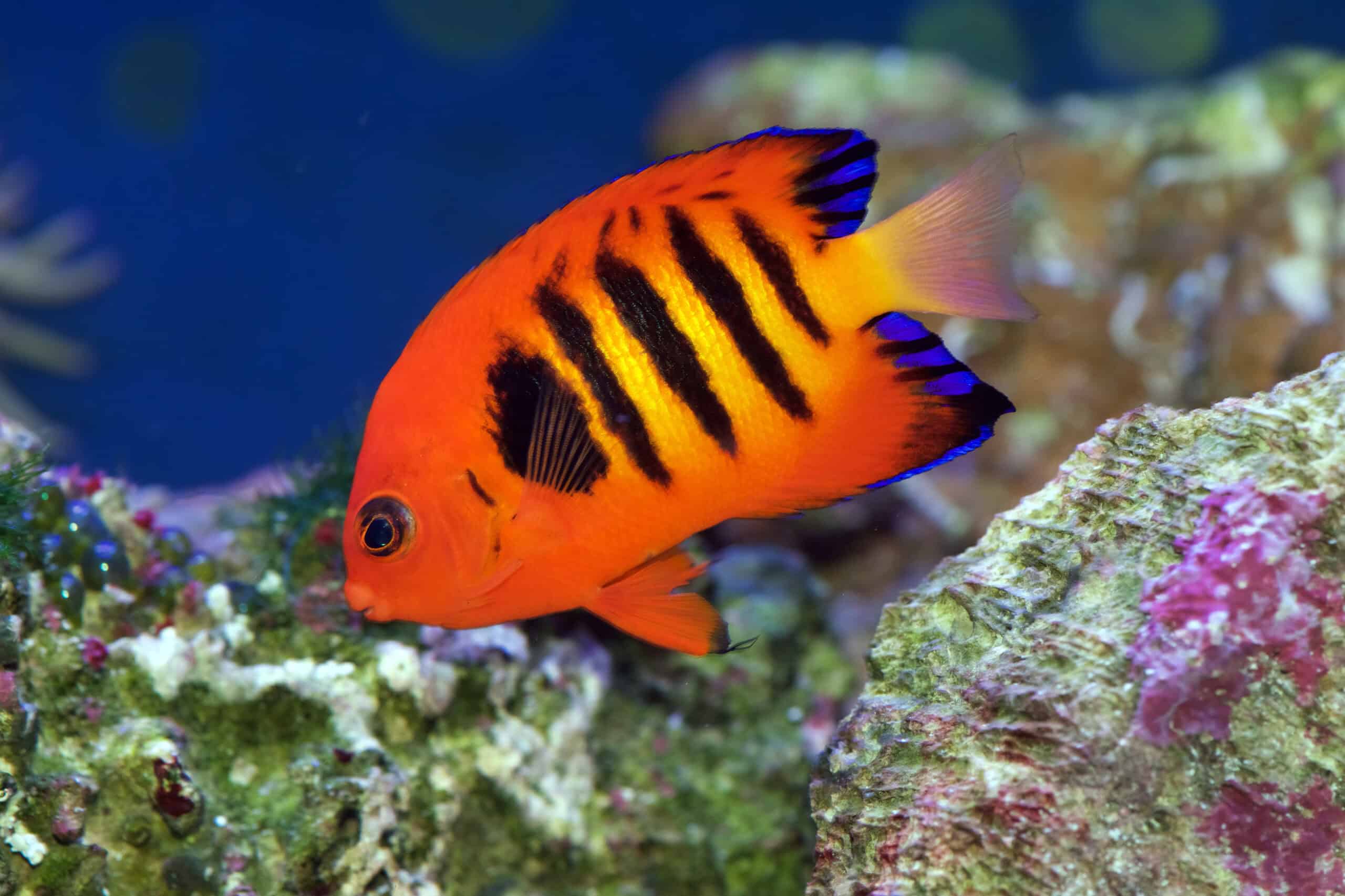 Flame Angelfish