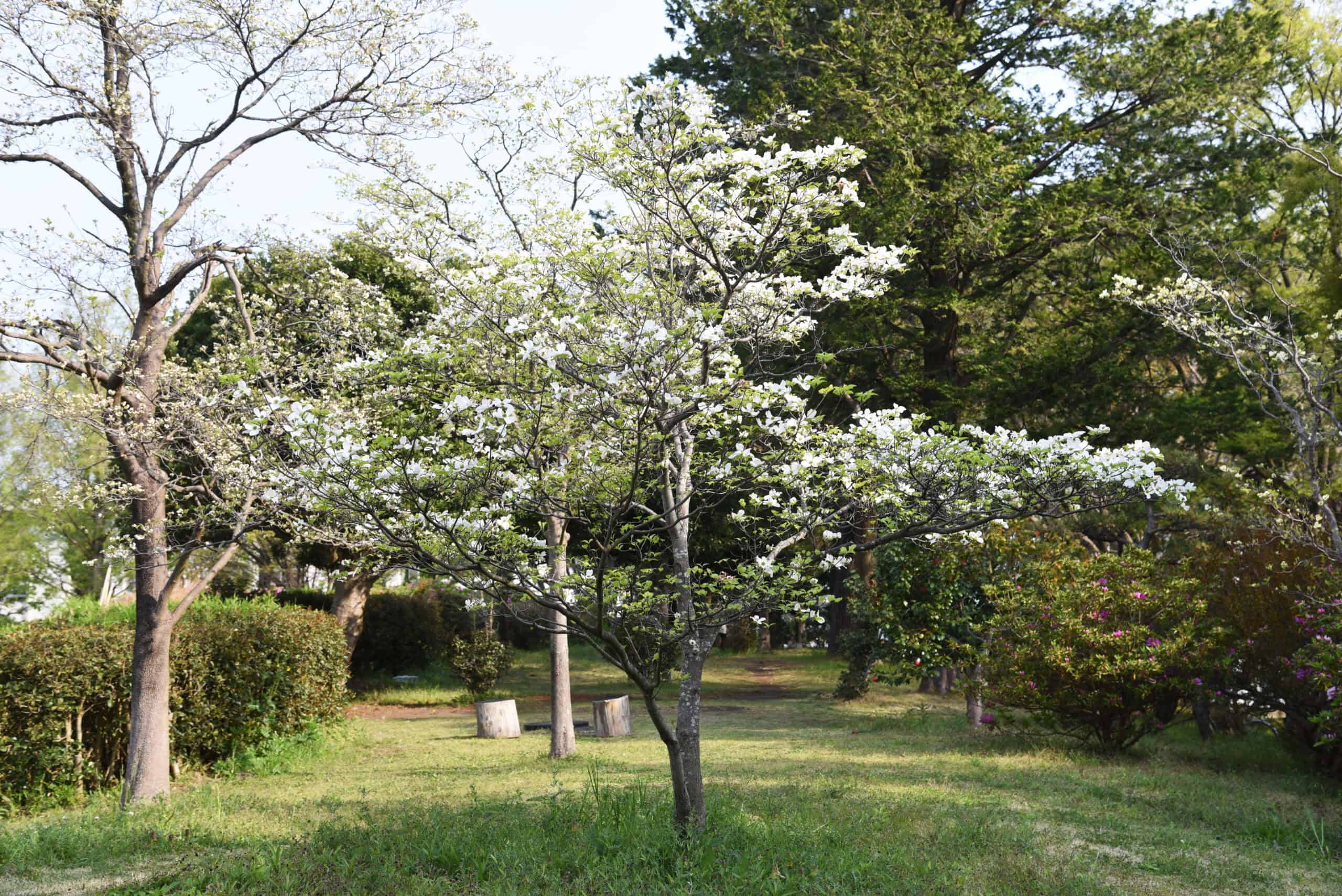 Flowering Dogwood (Cornus florida)