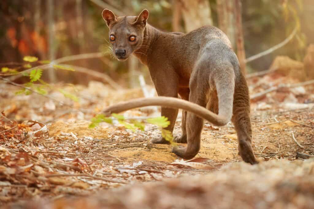 Fossa