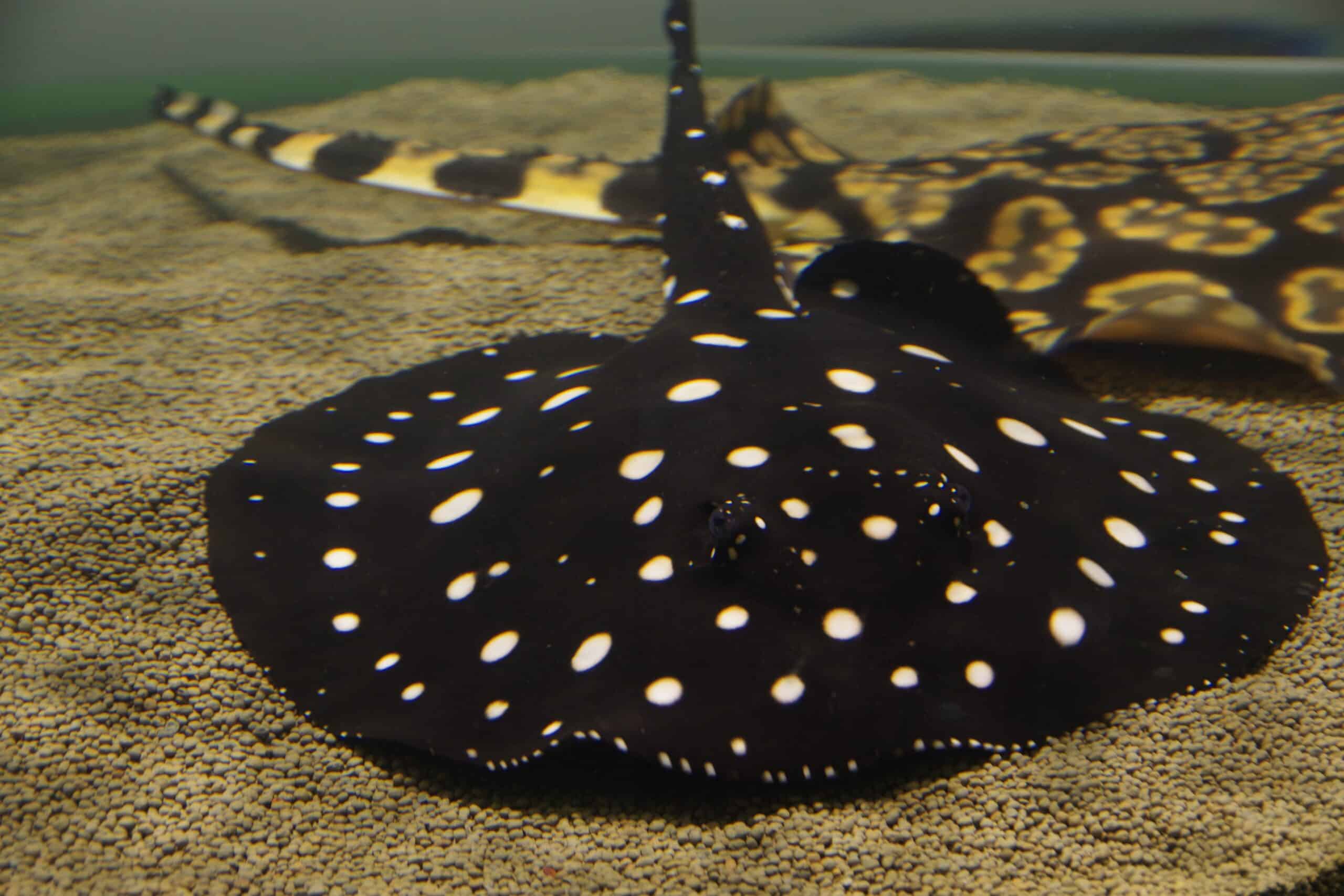 Freshwater Polka Dot Stingray