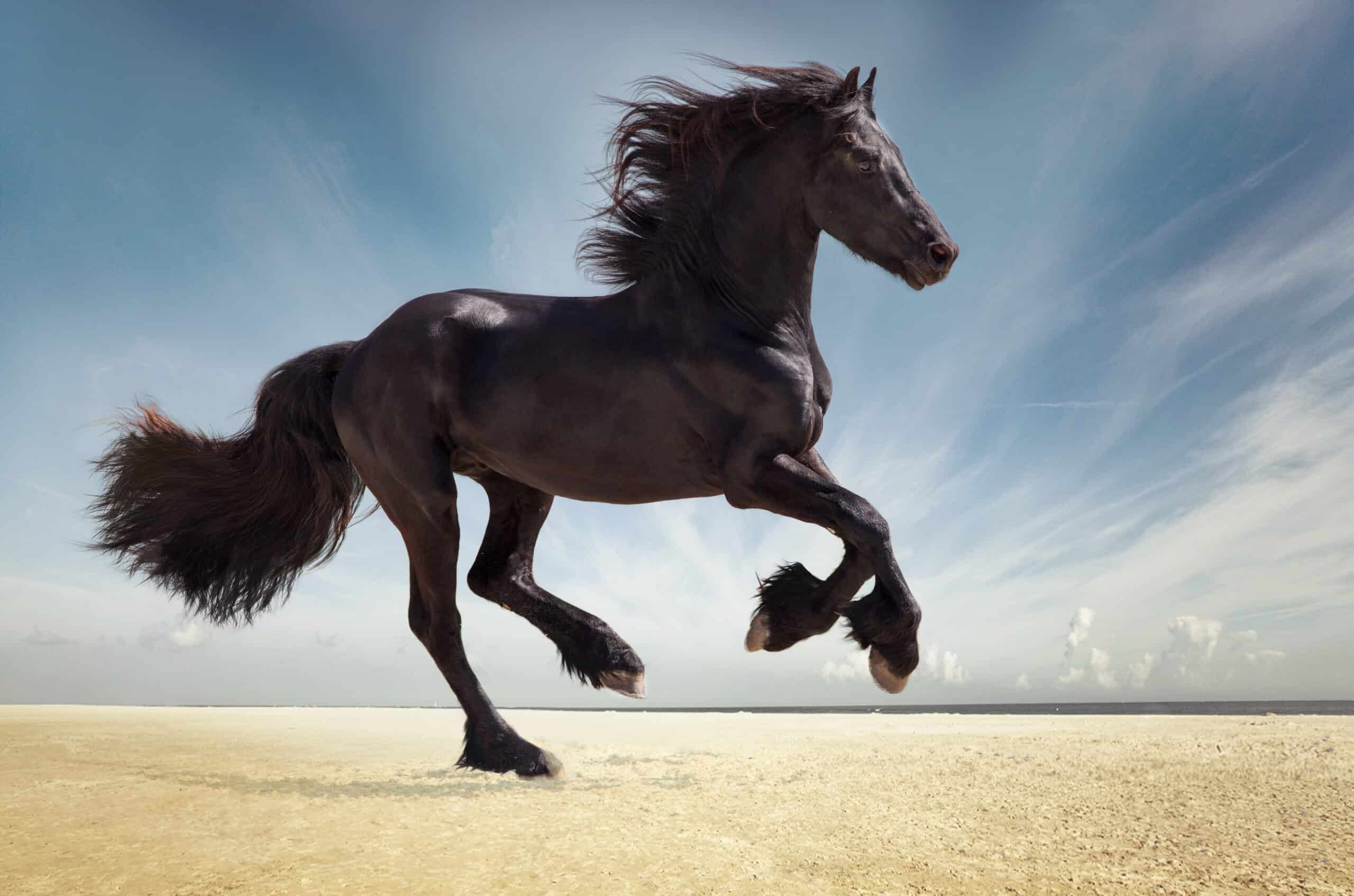 Friesian Horse