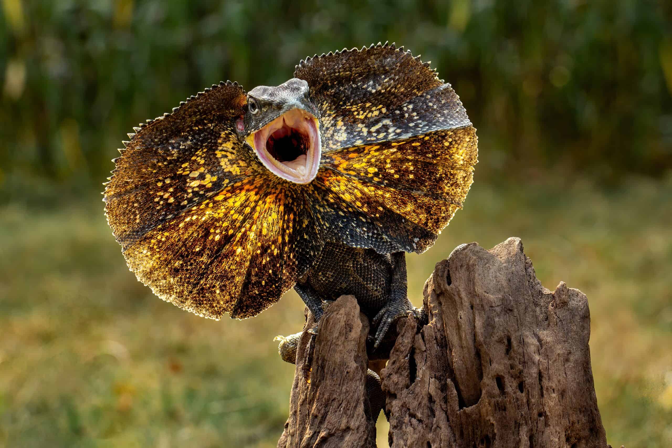 Frilled Dragon (Chlamydosaurus kingii)