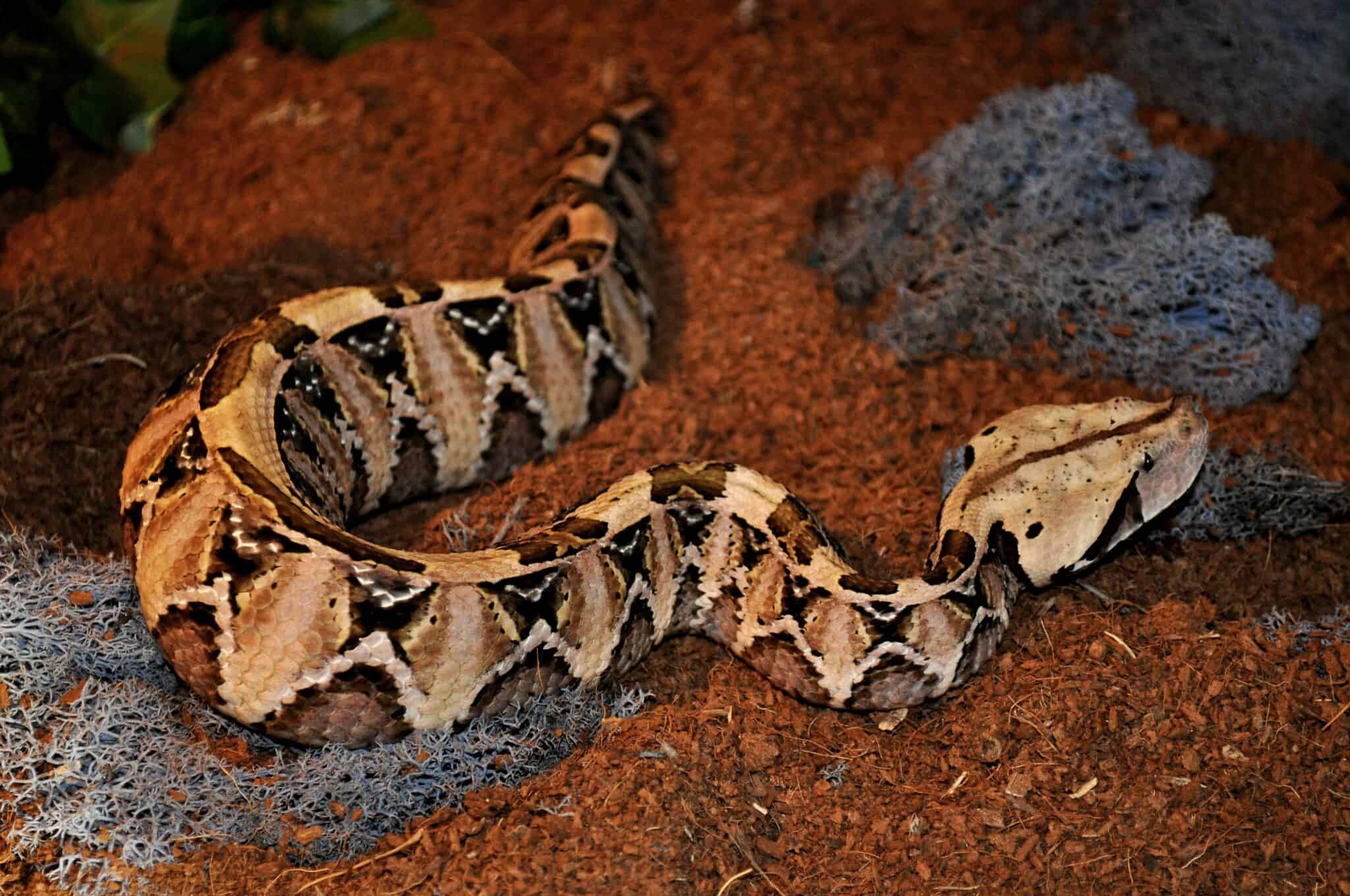 22 Striking Reptiles with Unusual Color Patterns - Rarest.org