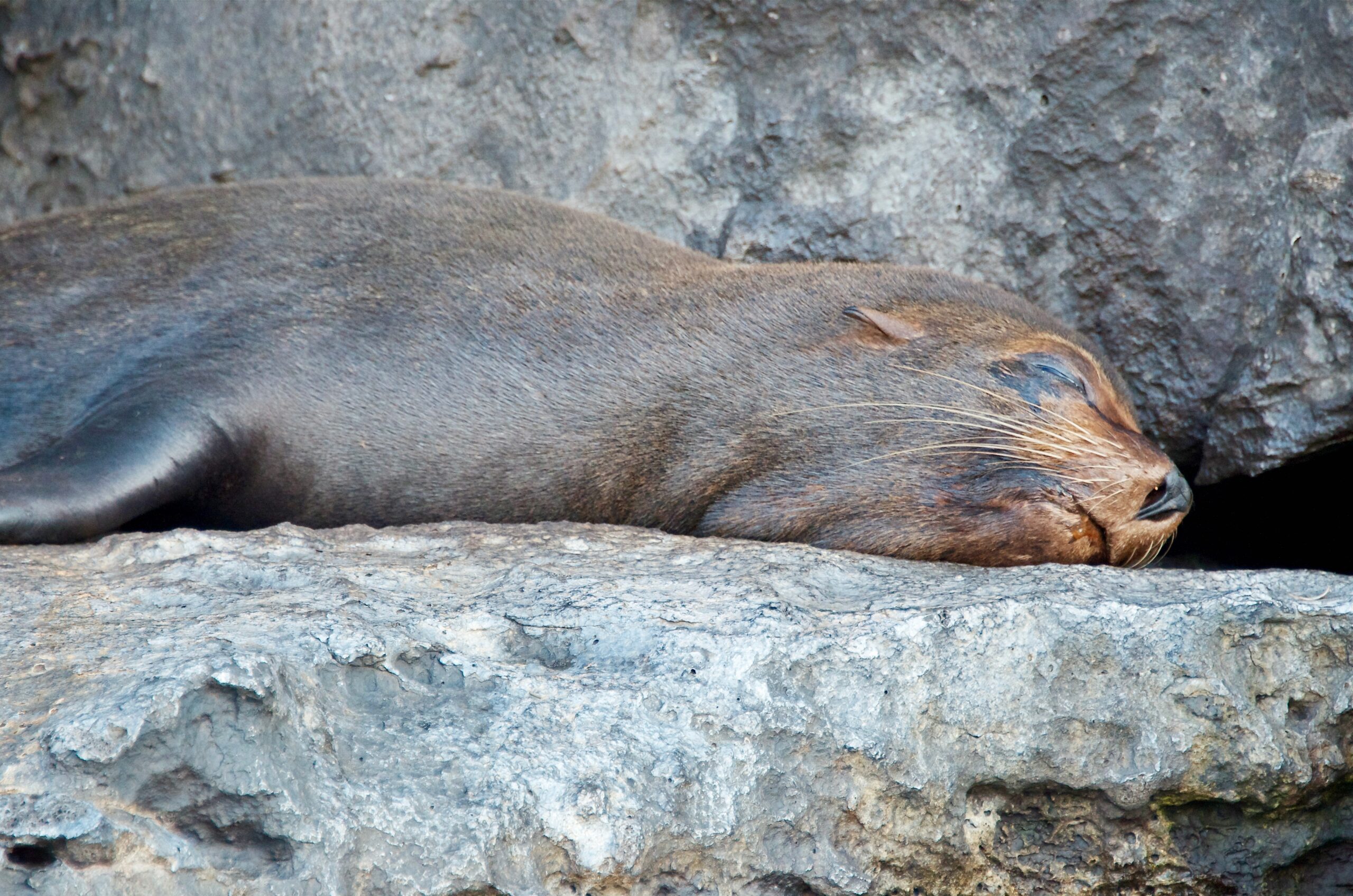 Galápagos Fur Seal