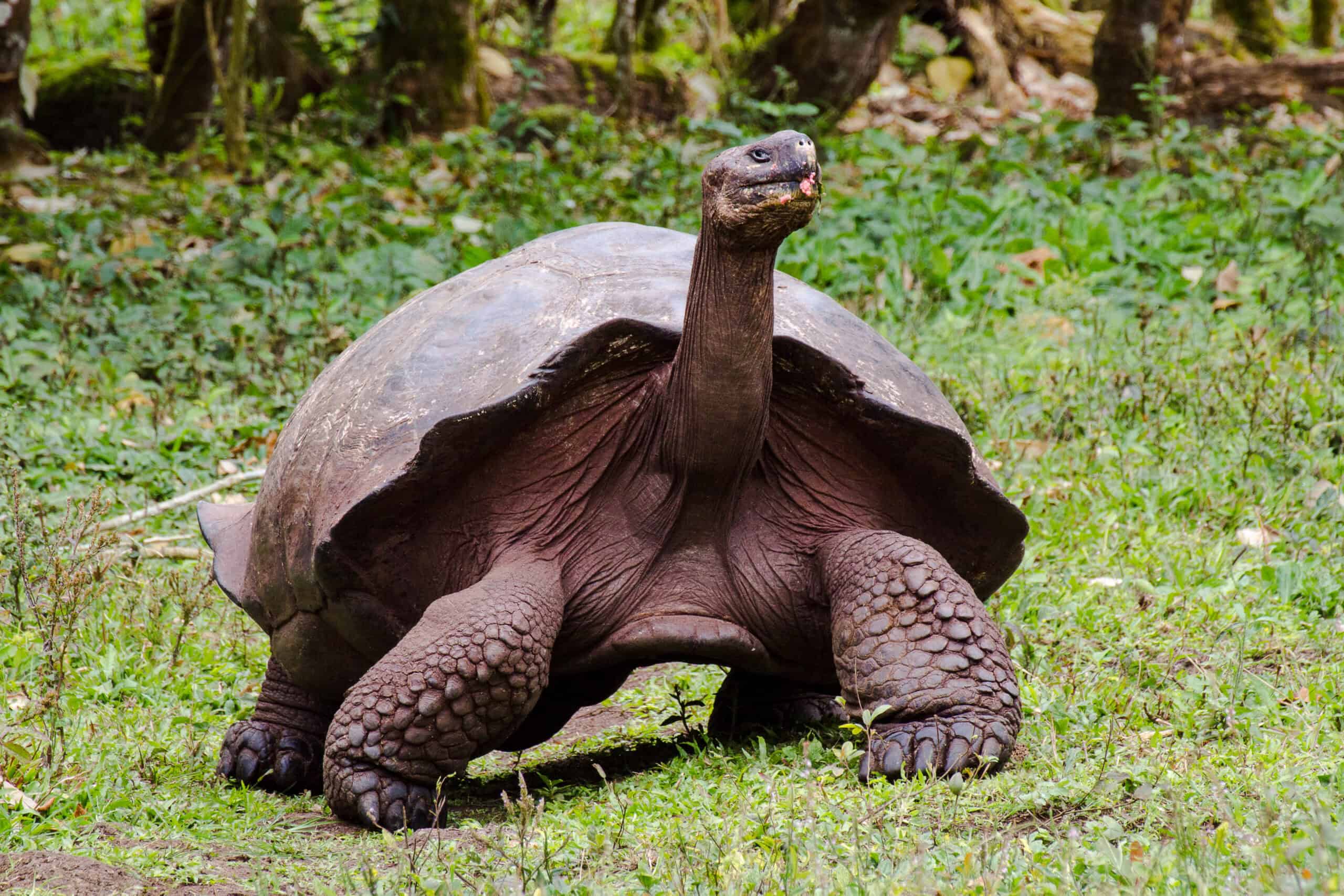 Galápagos Tortoise