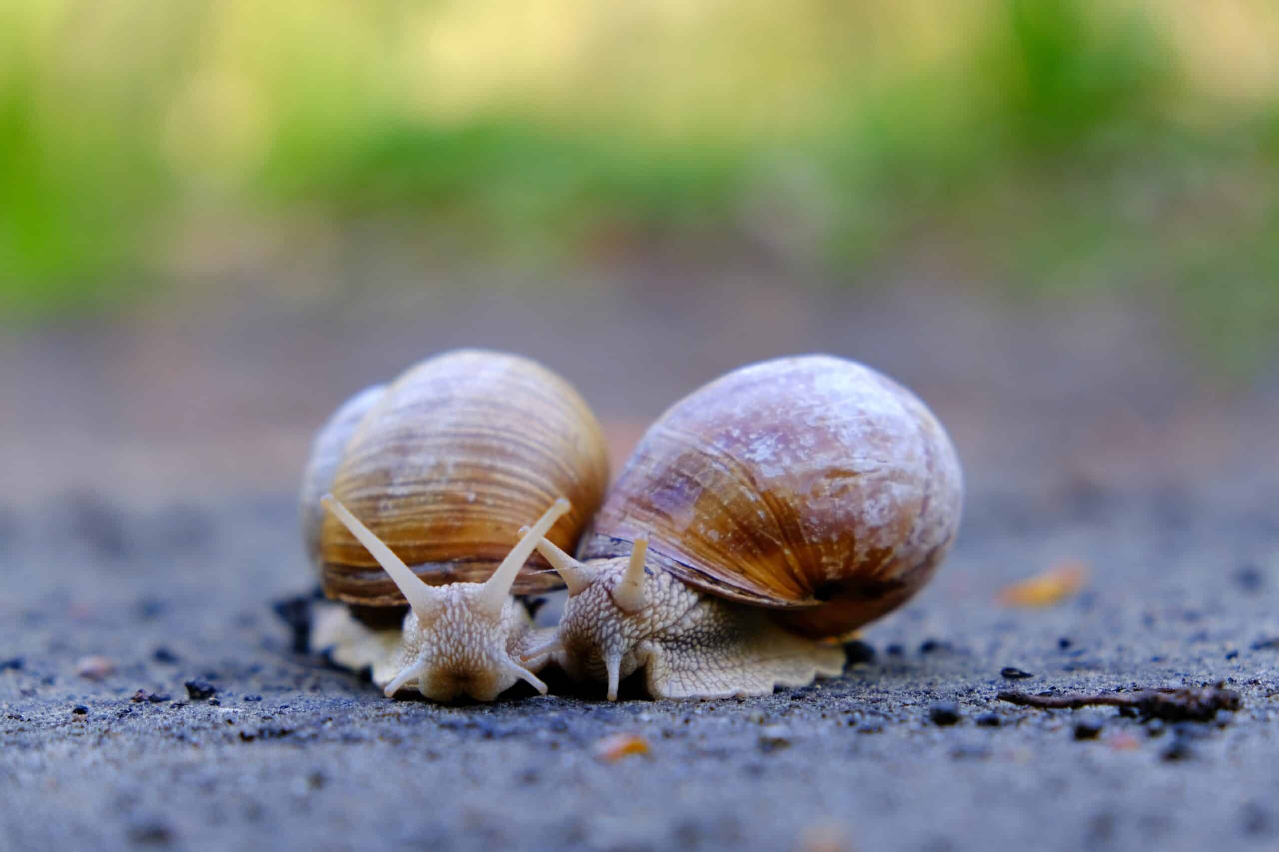 Garden Snail