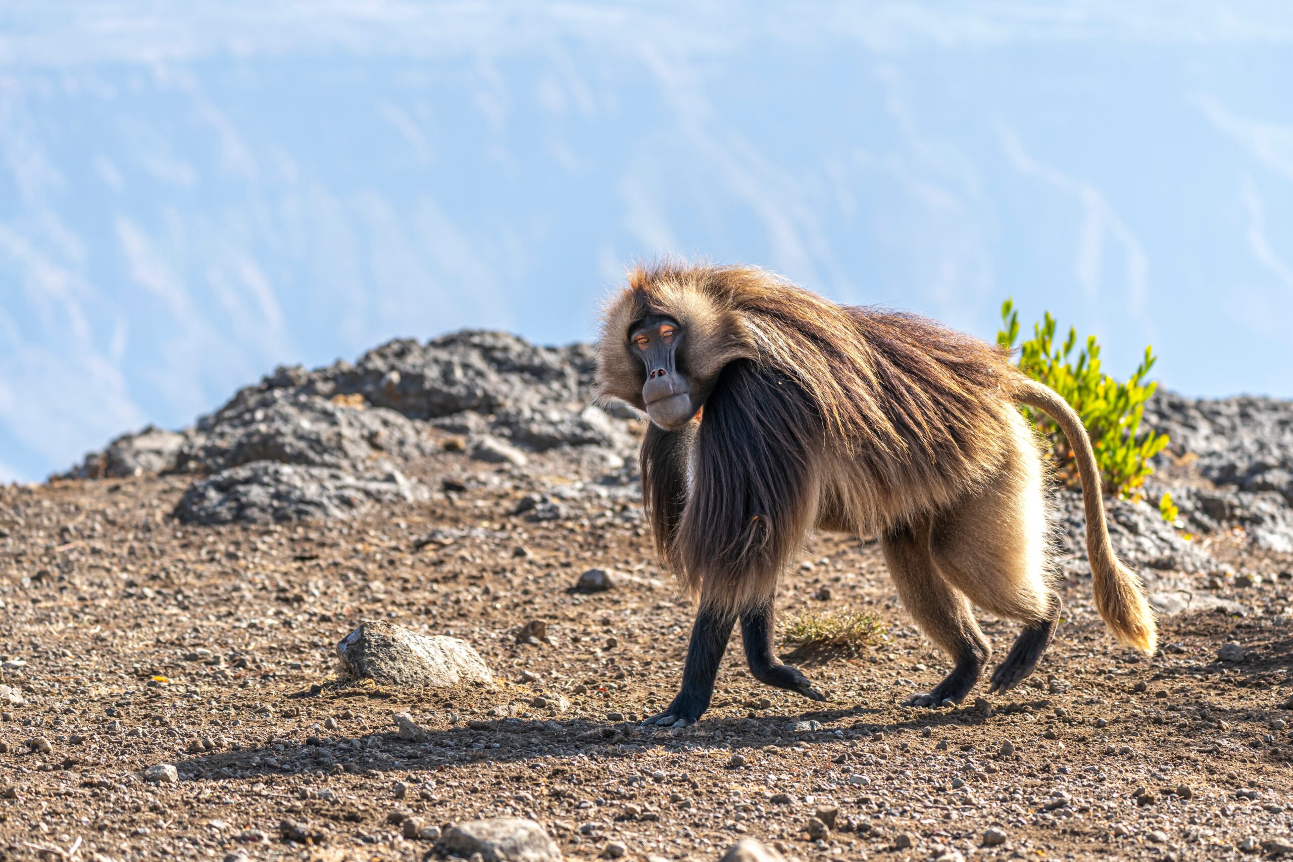 Gelada Baboon